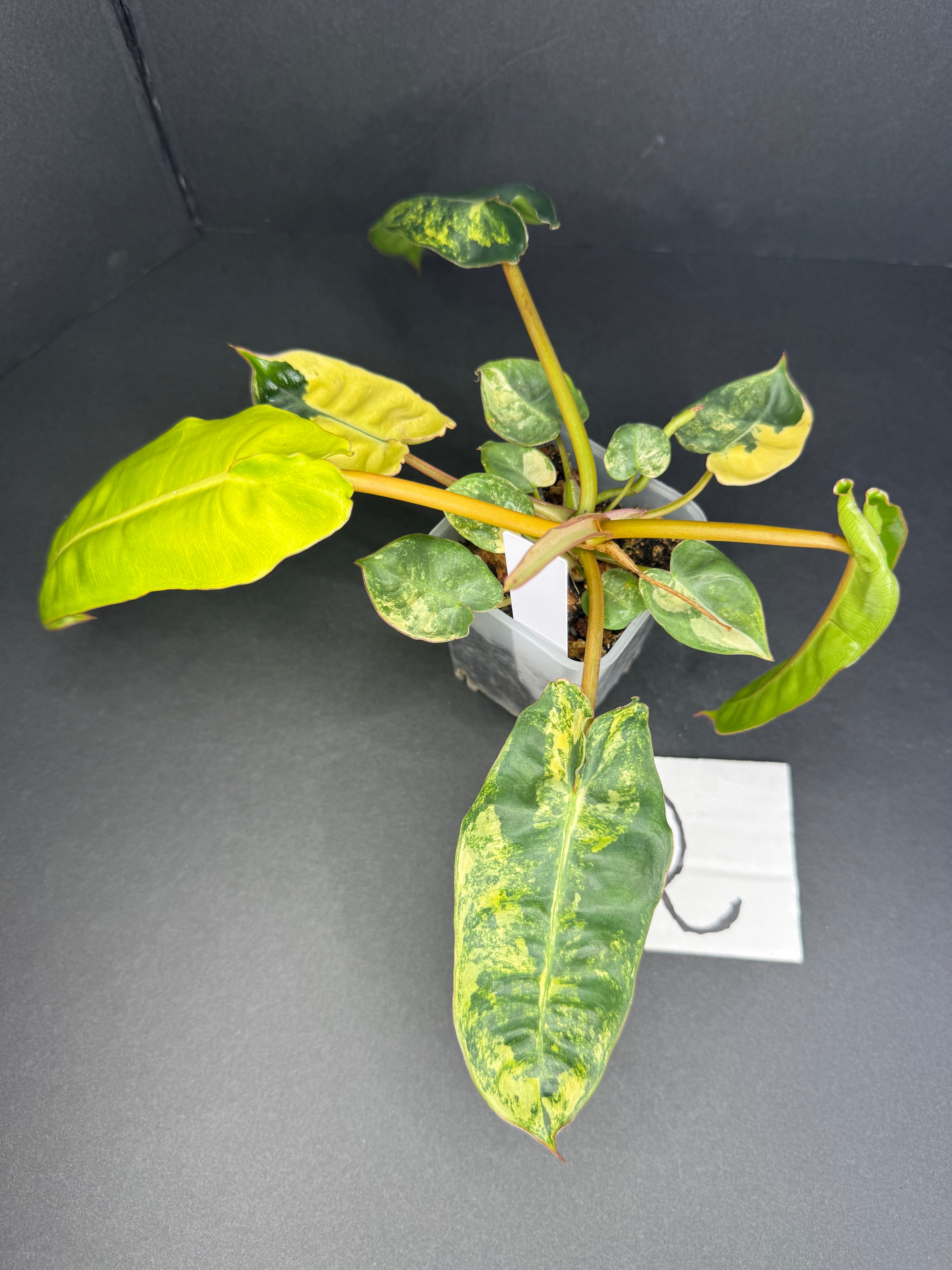 Philodendron Billietiae Variegated