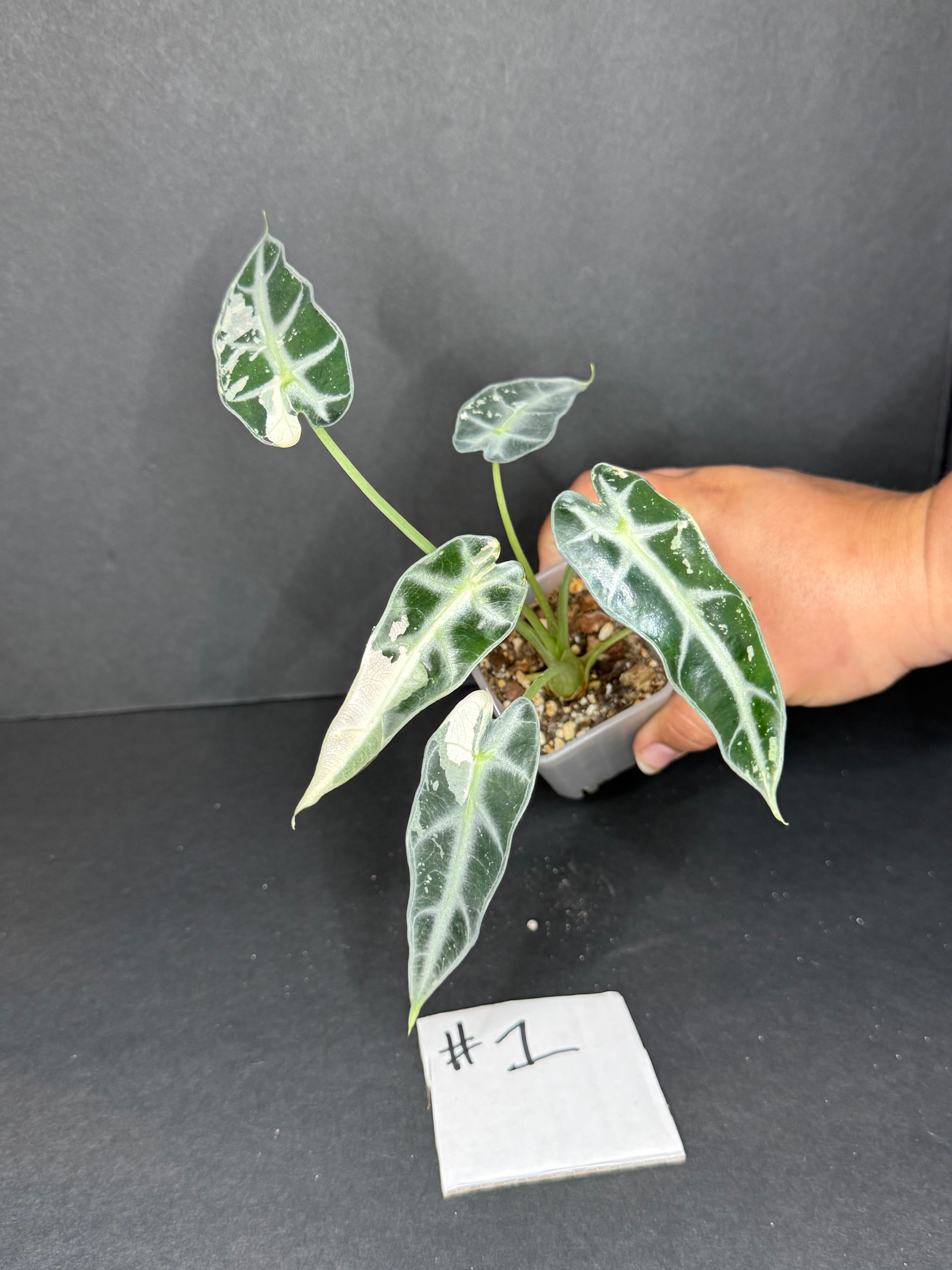 Alocasia Bambino Albo #1