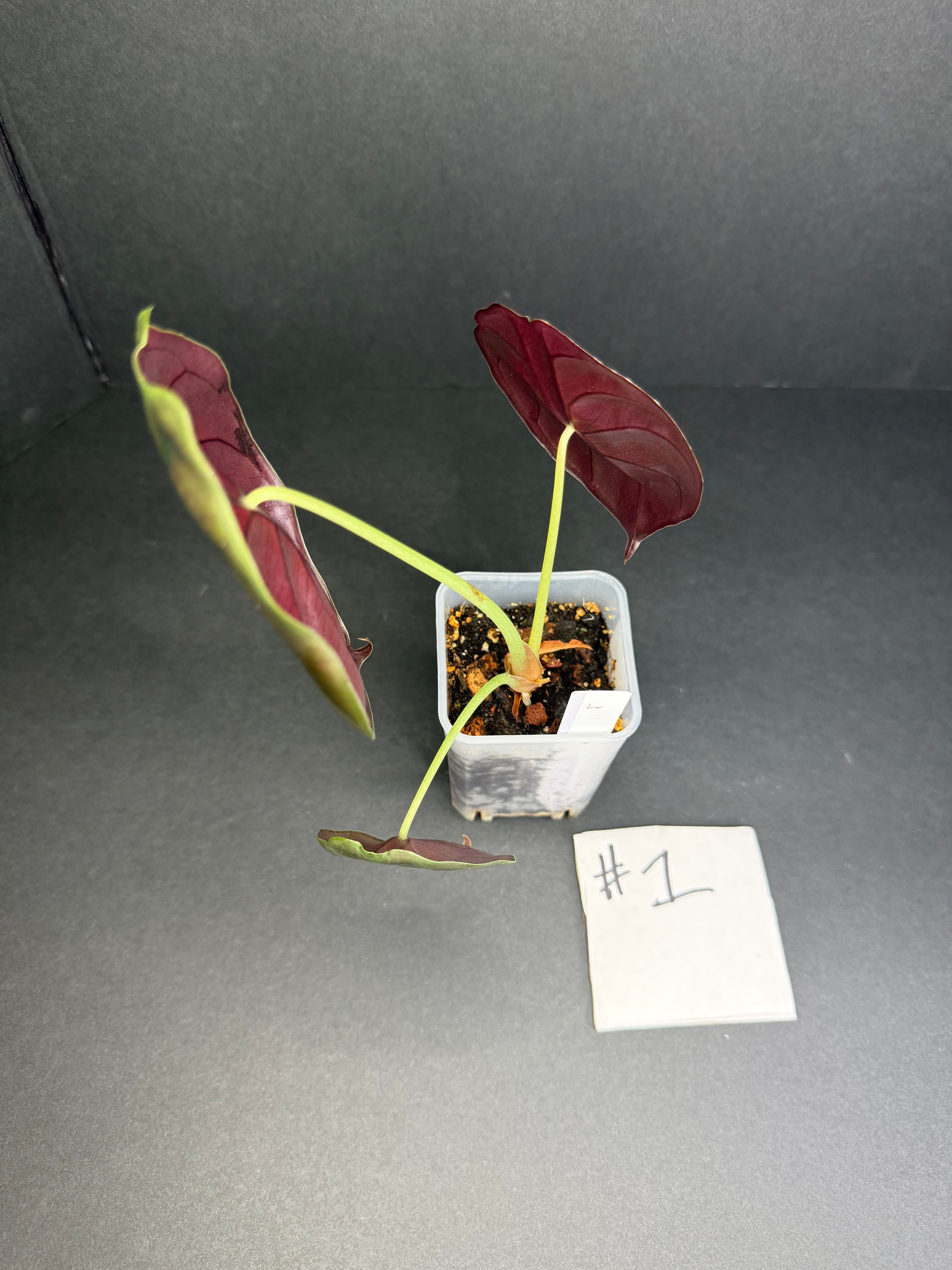Alocasia Cuprea #1