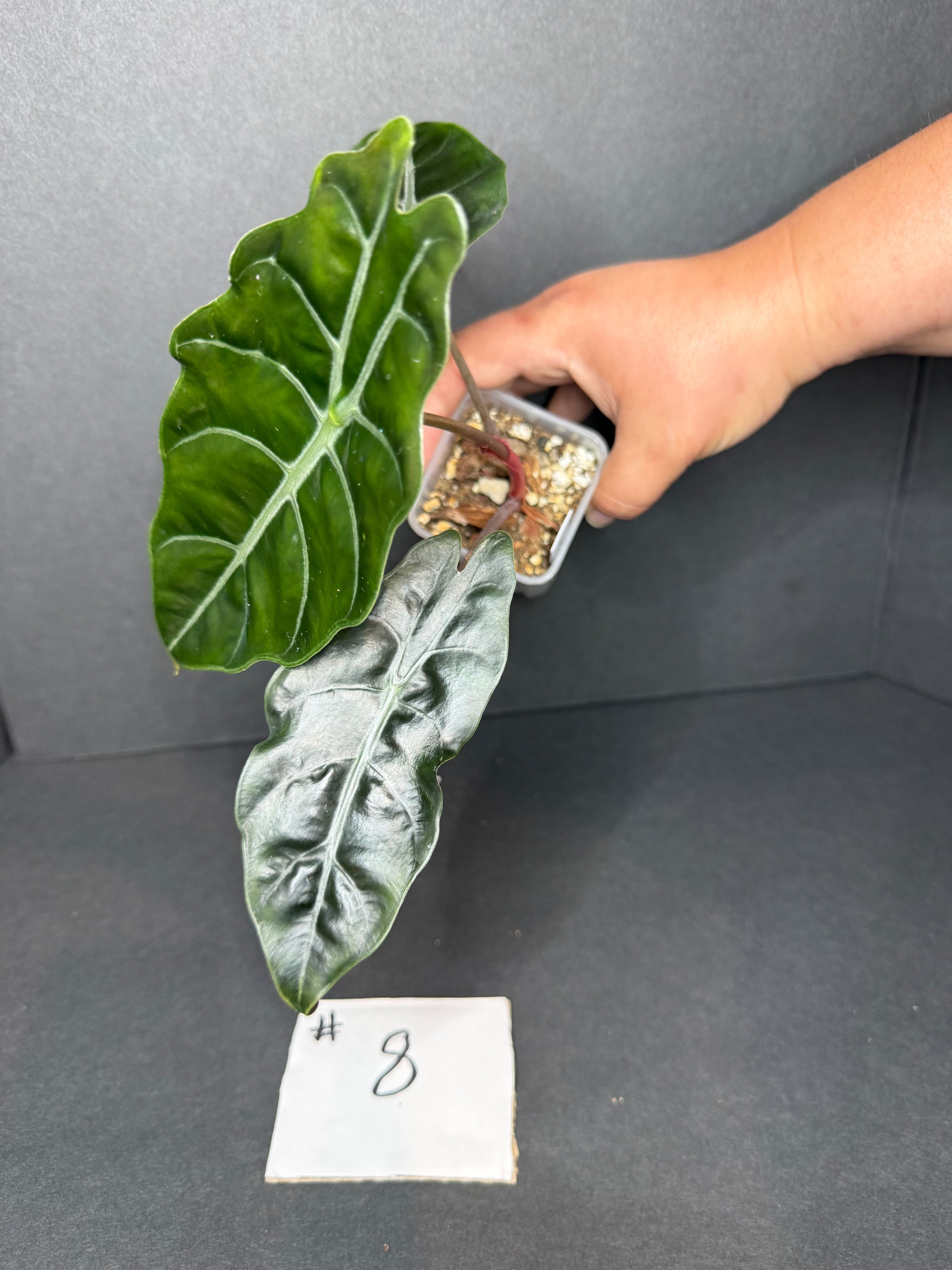 Alocasia Chantrieri #8