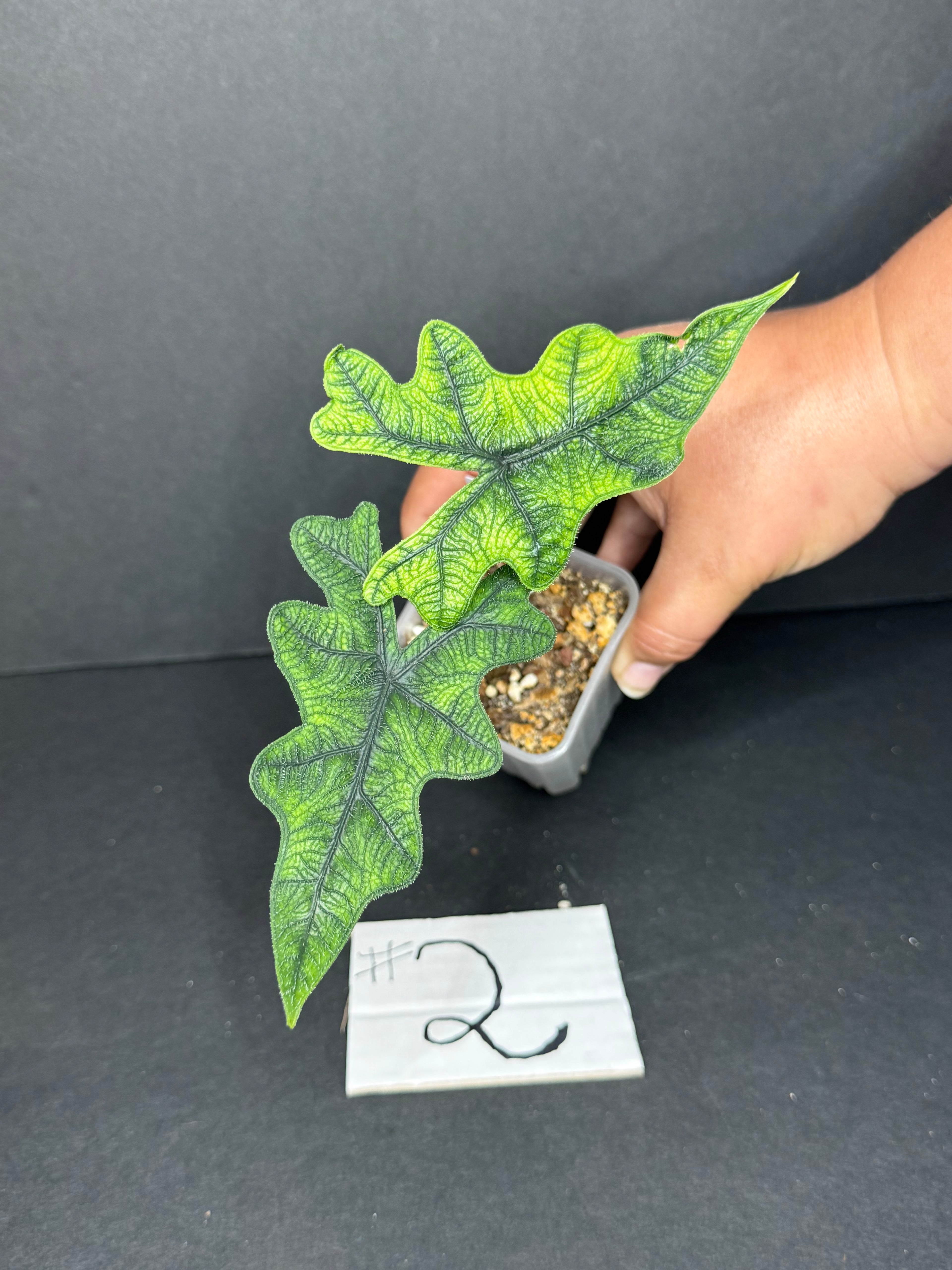 Alocasia Jacklin #2