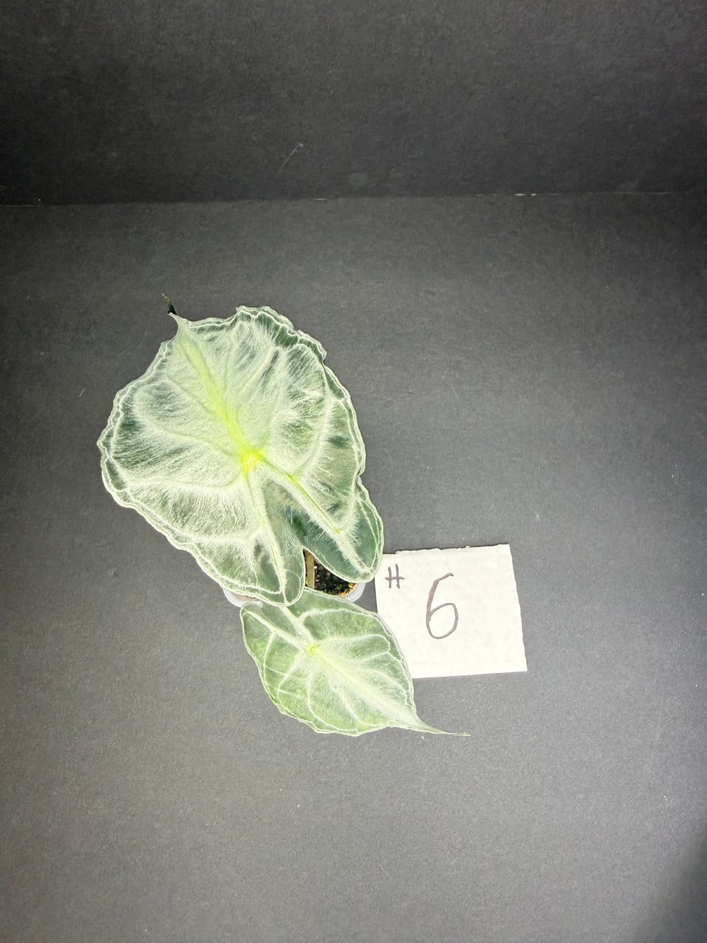 Alocasia Venom #6