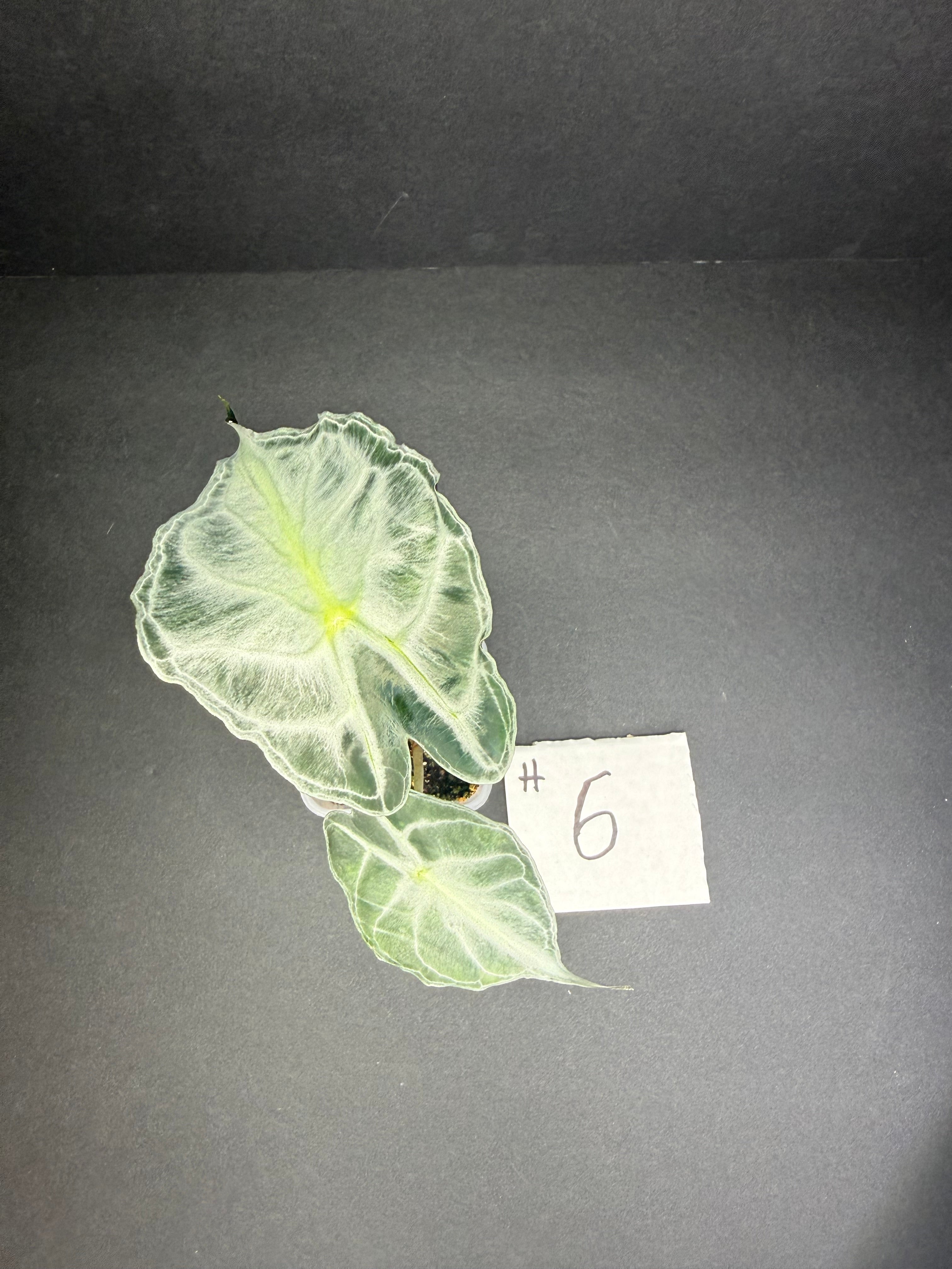 Alocasia Venom #6