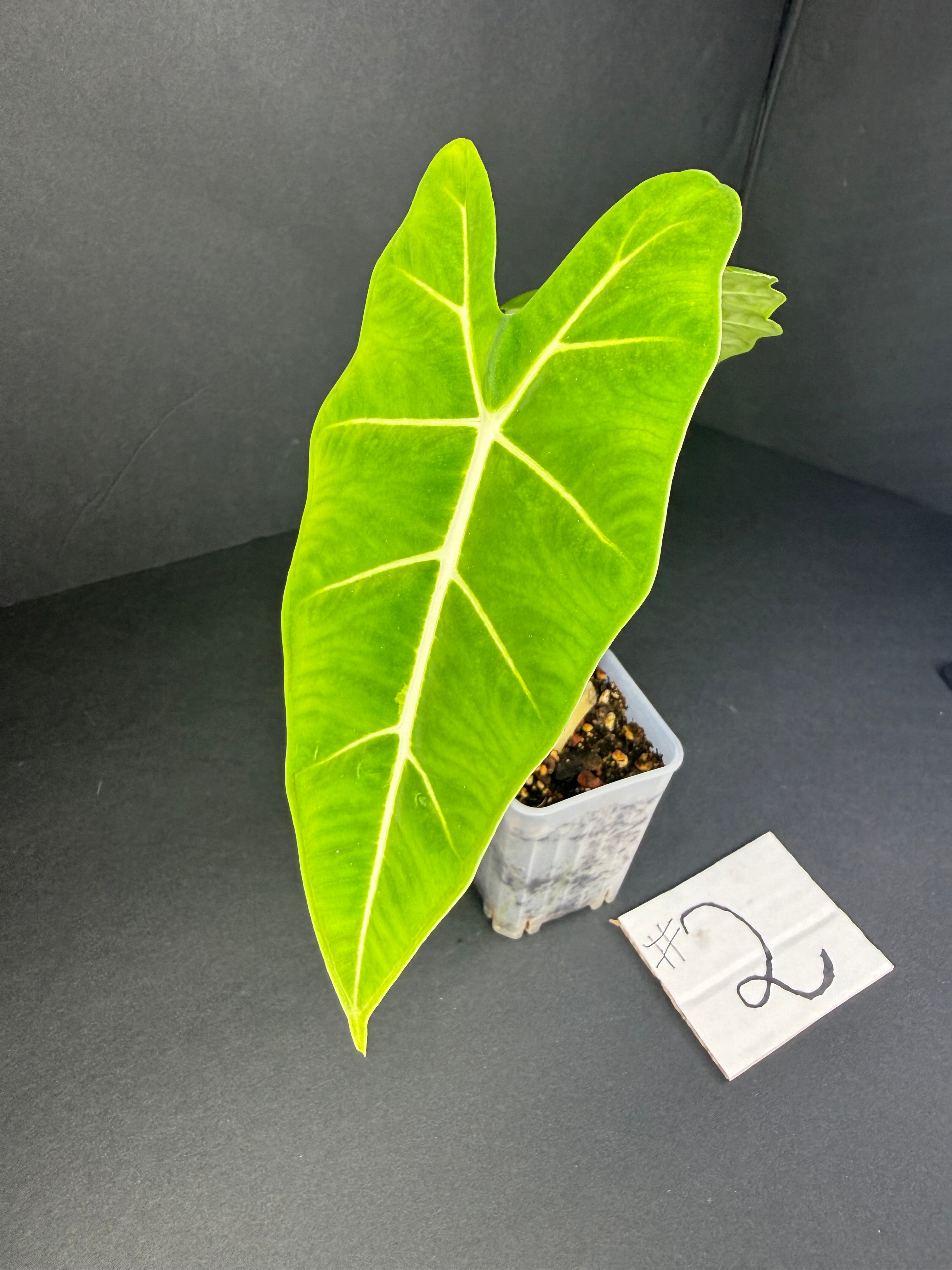 Alocasia Frydek #2