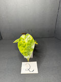 Alocasia Wentii Aurea Pup #2