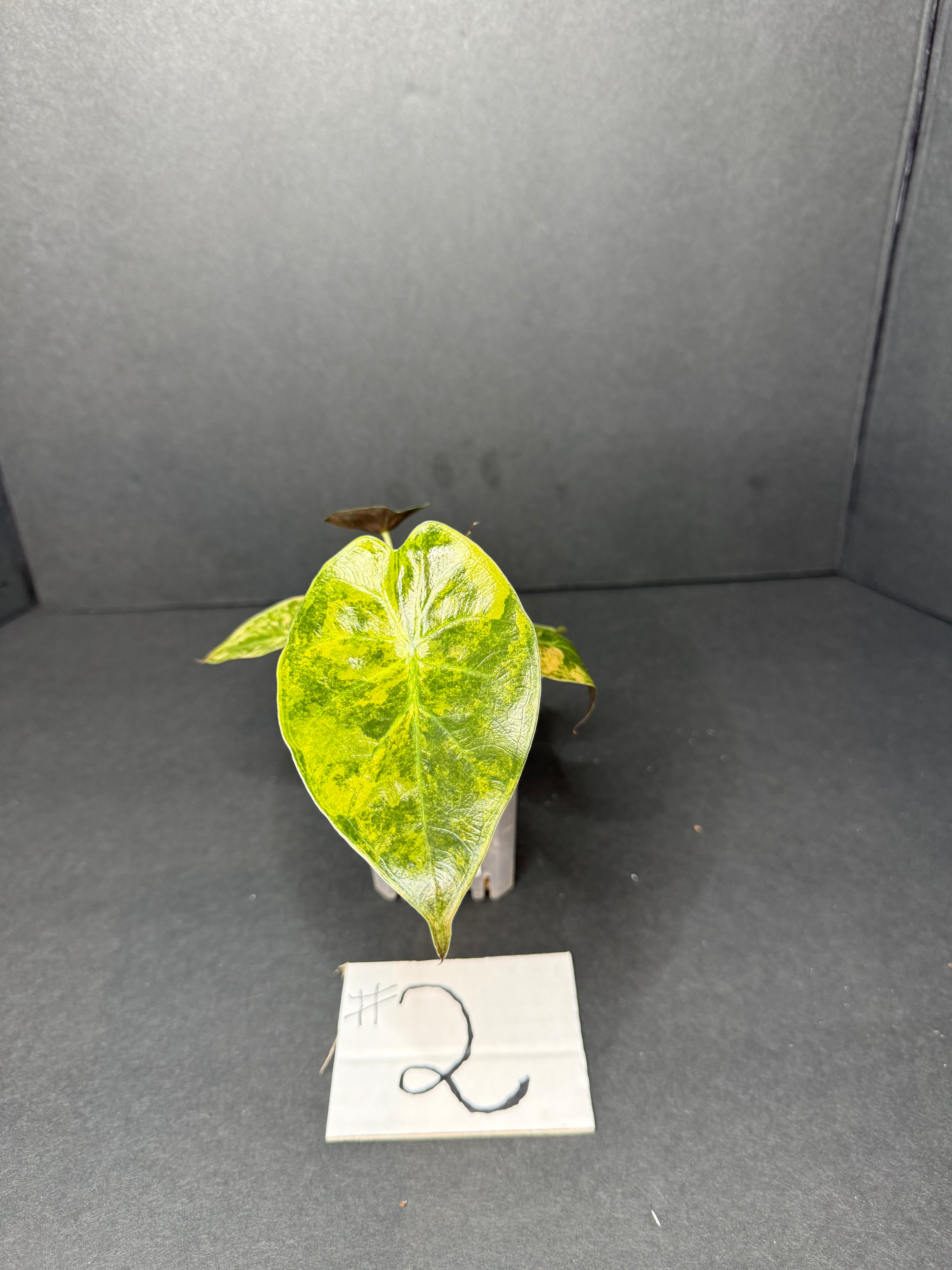 Alocasia Wentii Aurea Pup #2