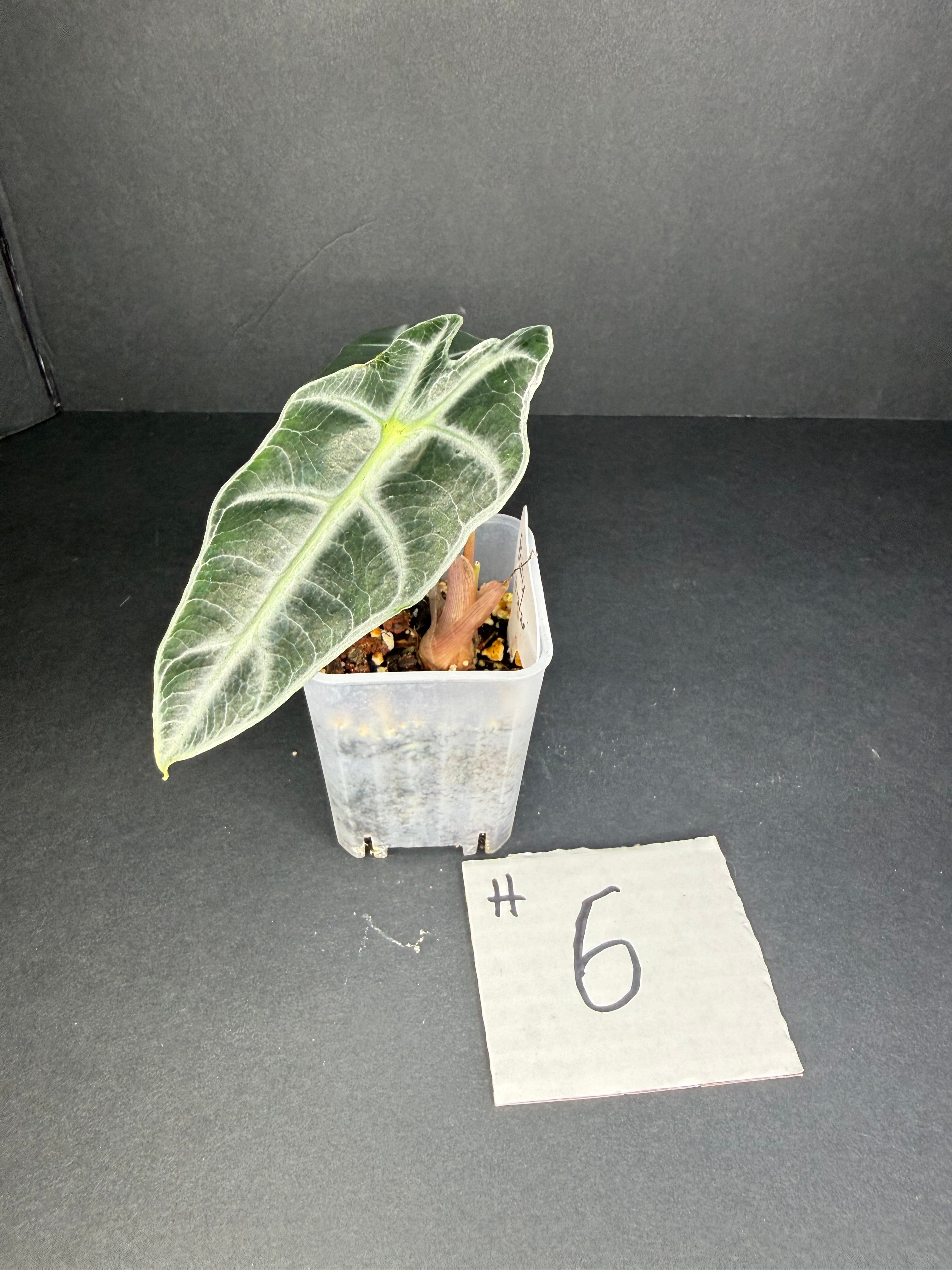 Alocasia Polly #6