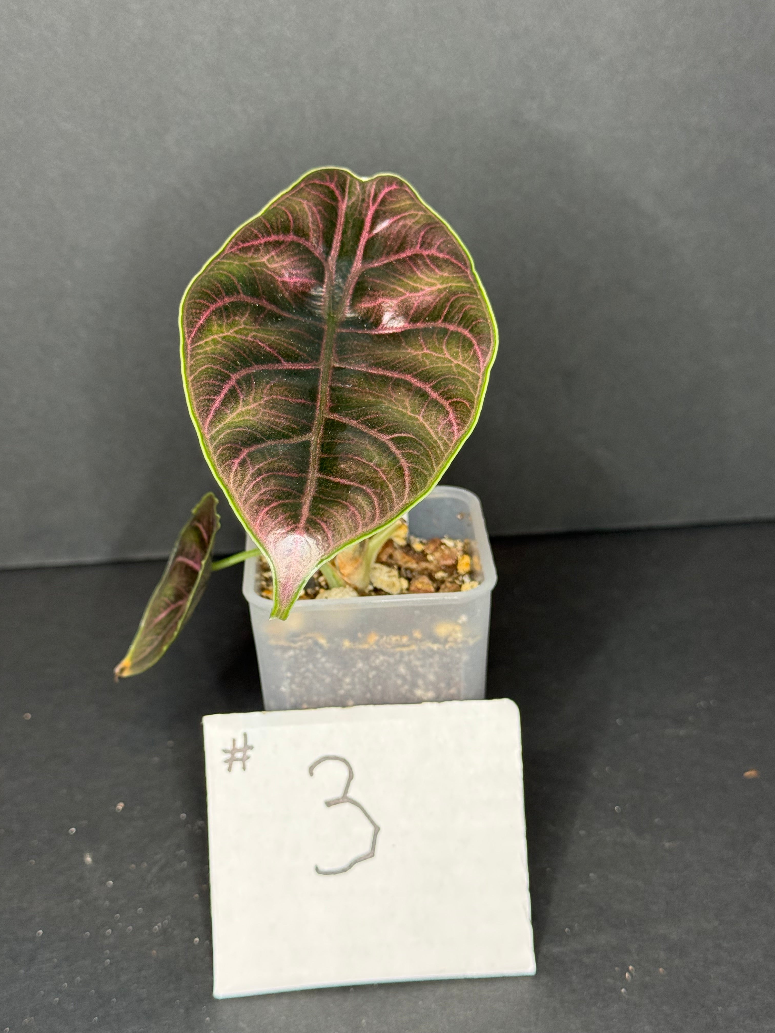 Alocasia Azlanii Pup #3