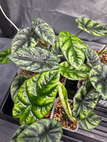 Growers Choice