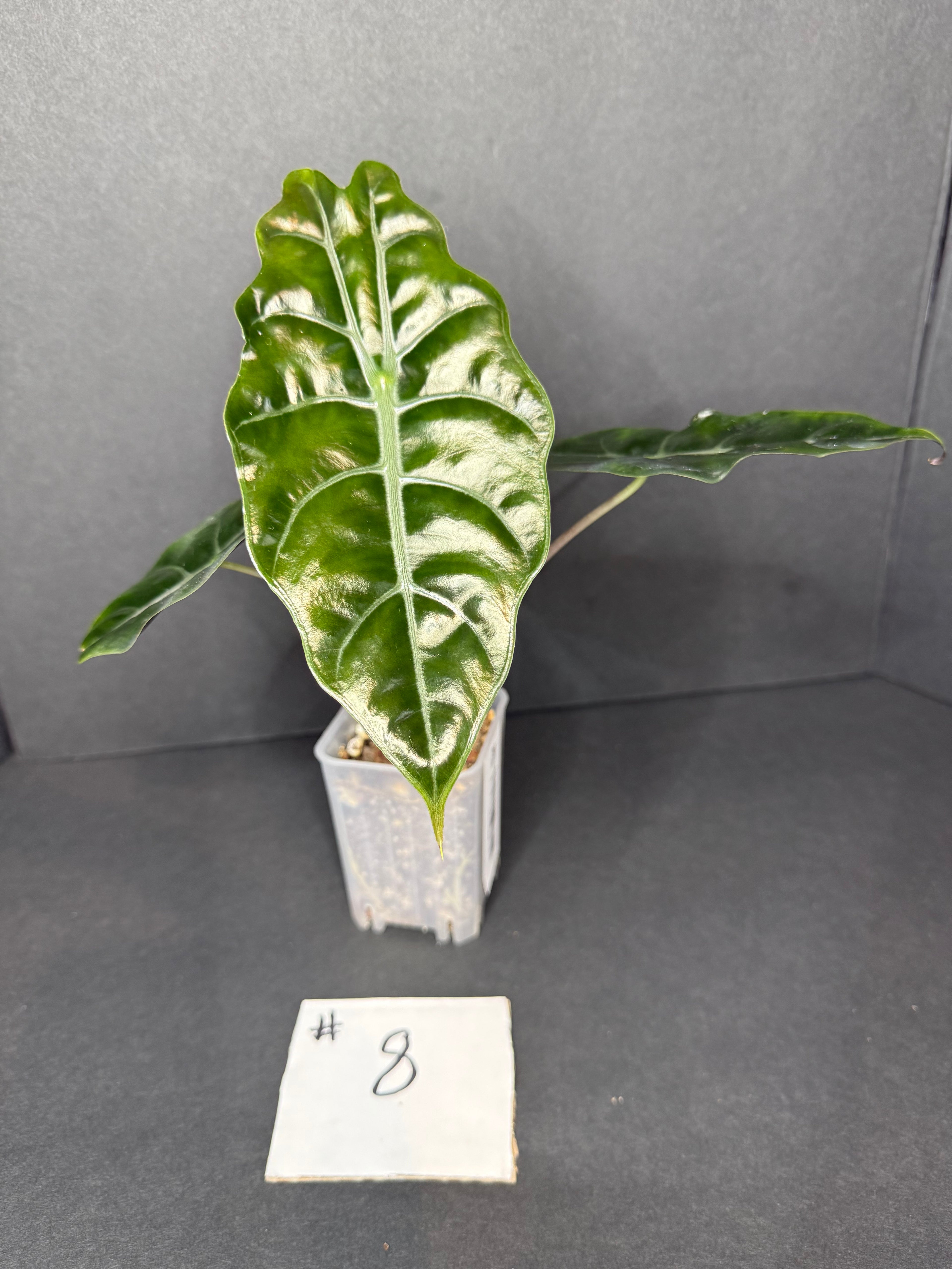 Alocasia Chantrieri #8