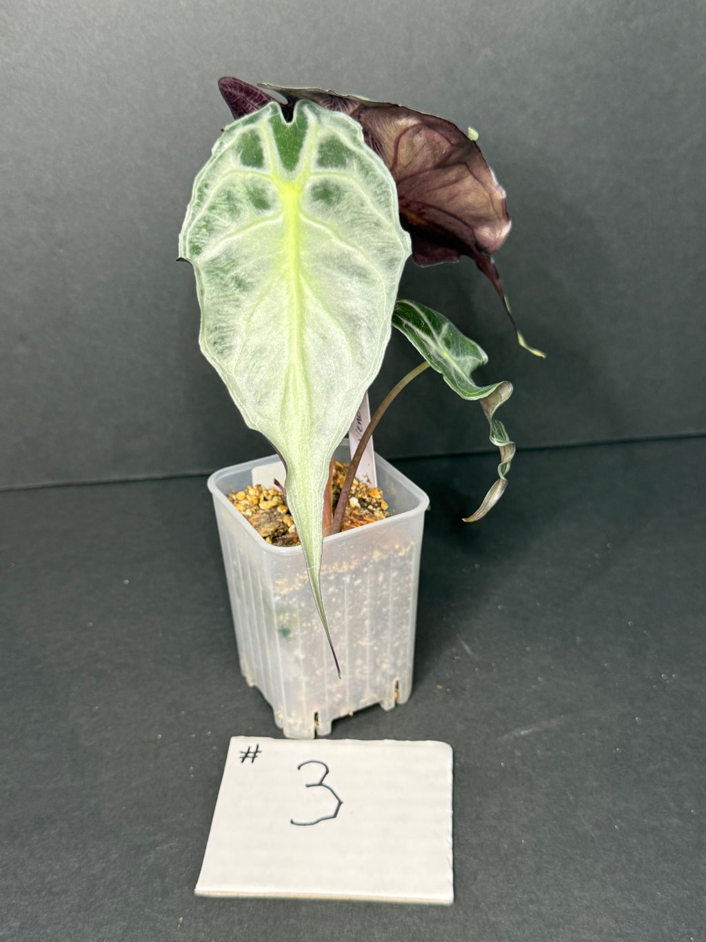 Alocasia Venom #3