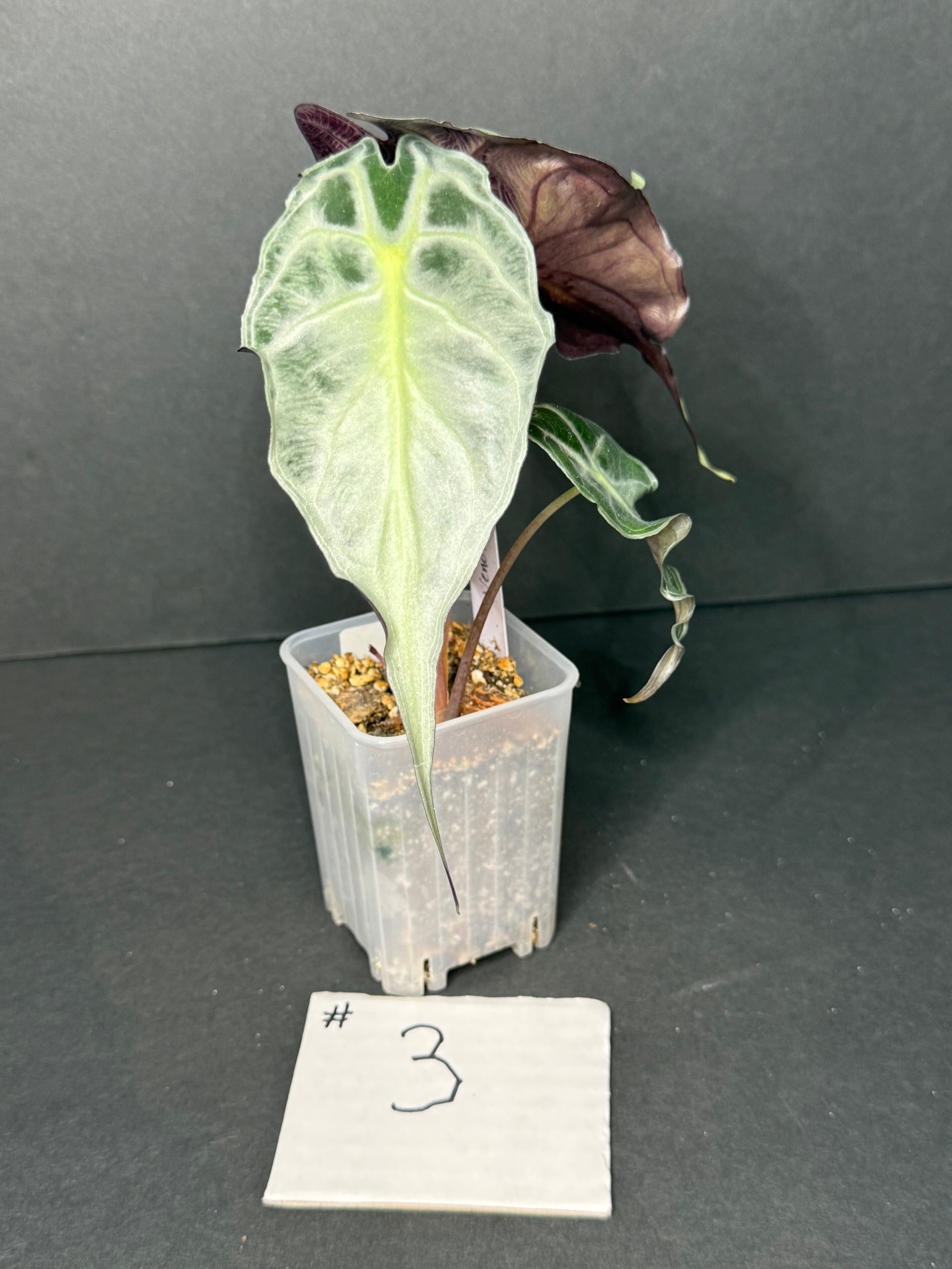 Alocasia Venom #3