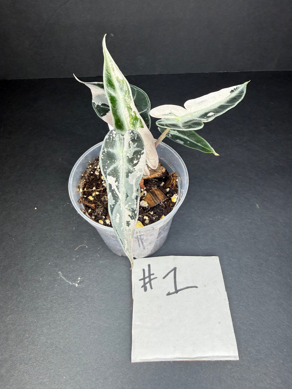 Alocasia Pink Bambino Arrow