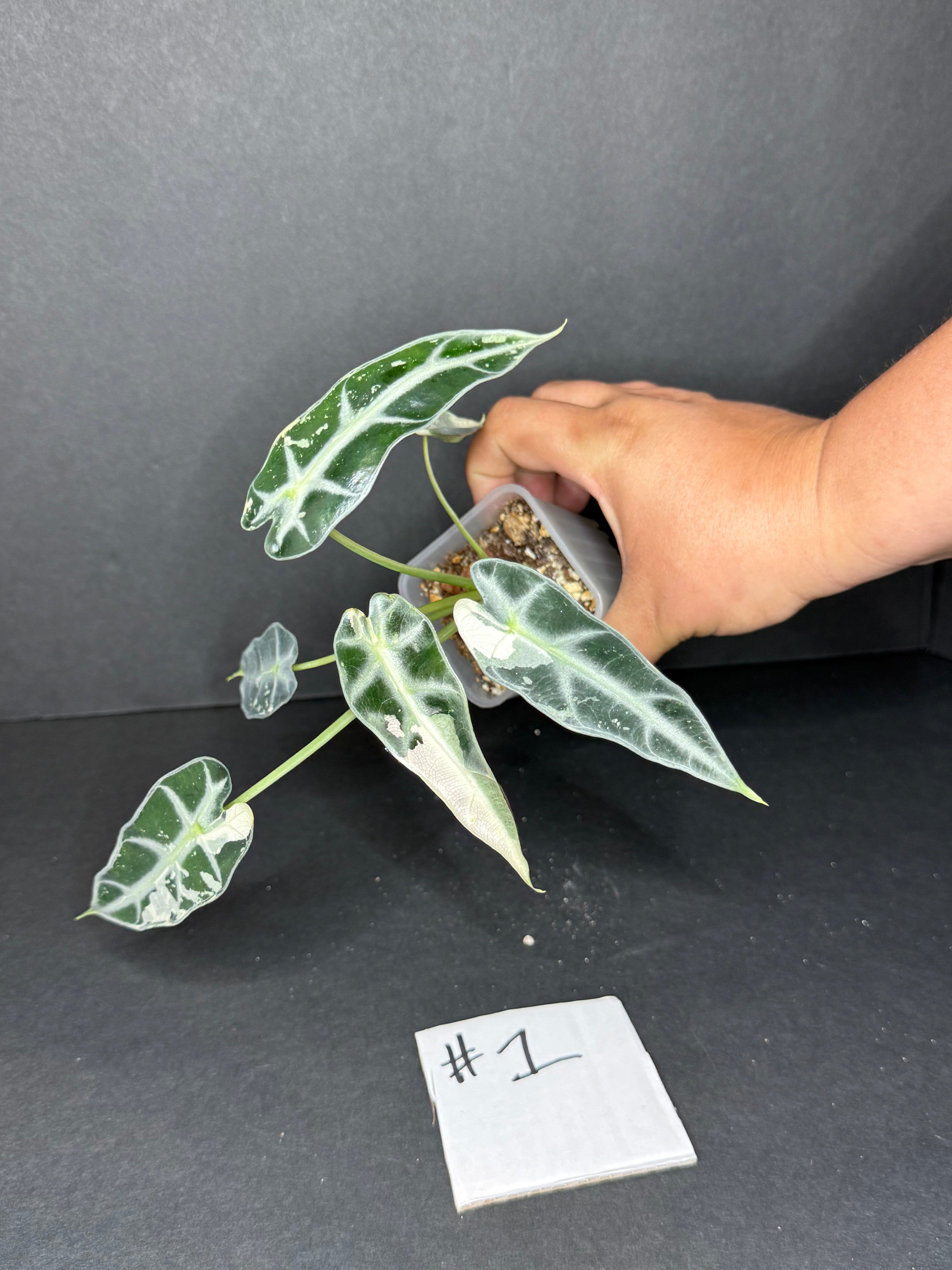 Alocasia Bambino Albo #1