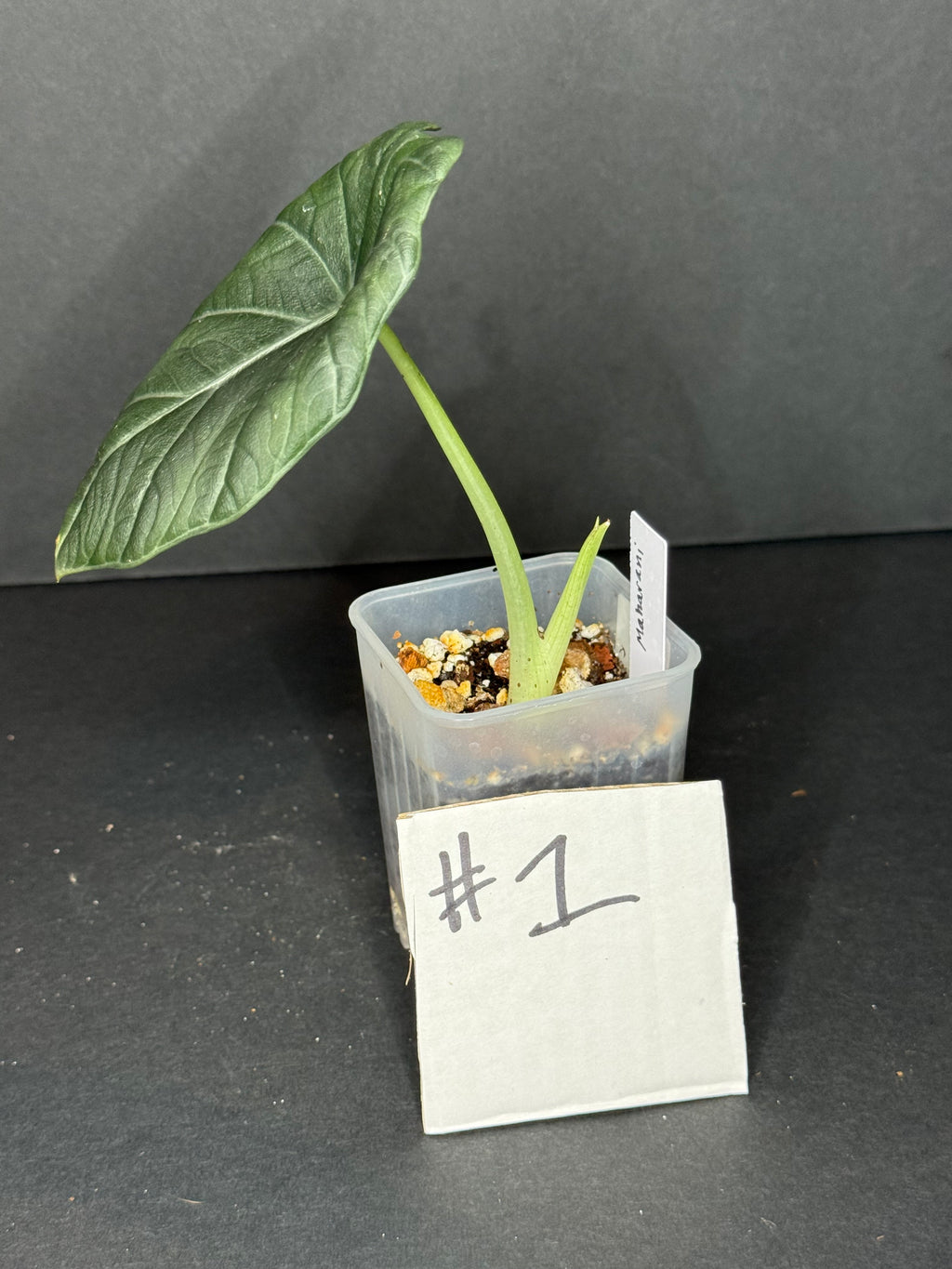 Alocasia Maharani Pup #1