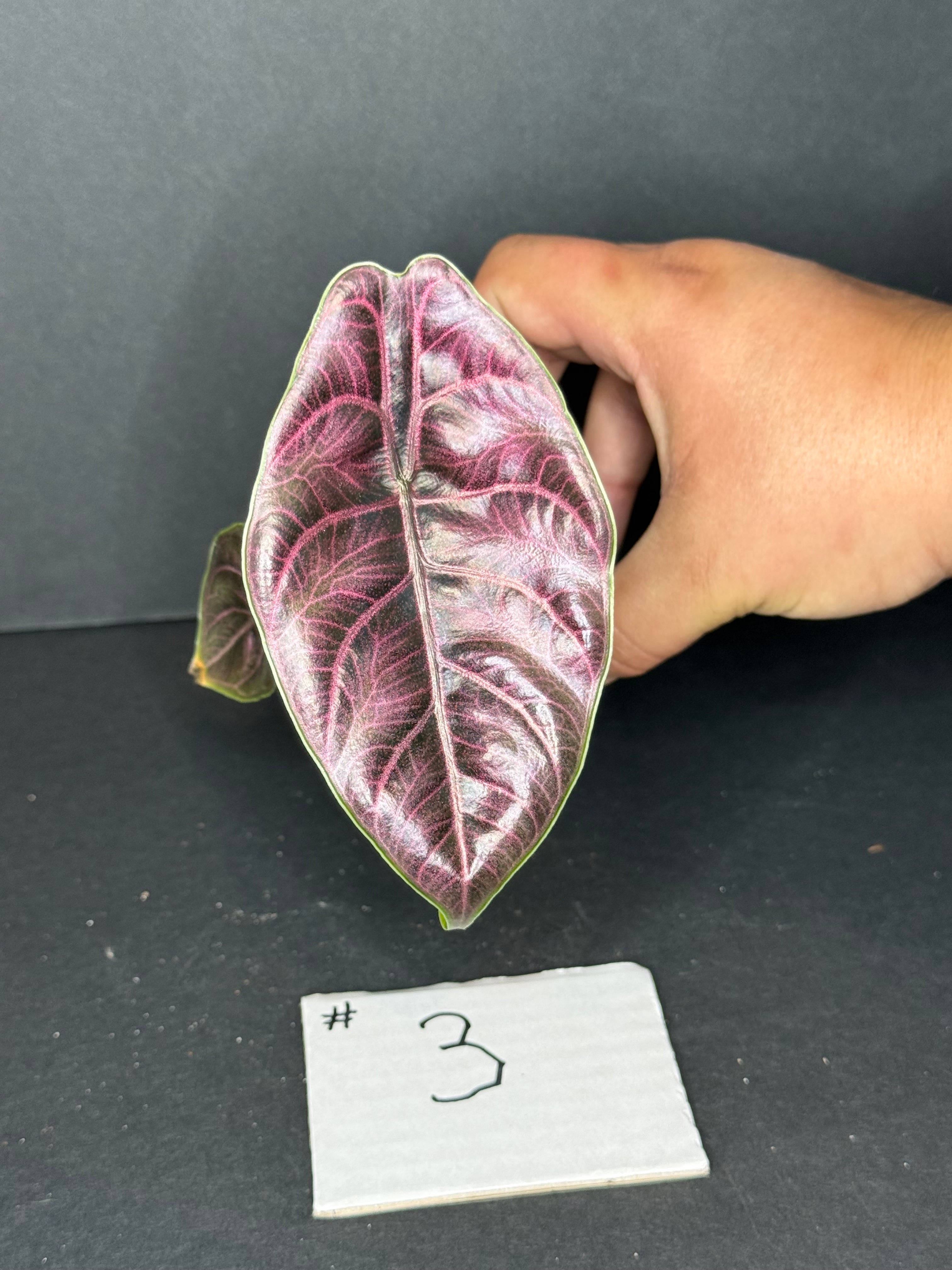Alocasia Azlanii Pup #3