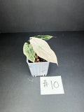 Alocasia Pink Polly Mint #10