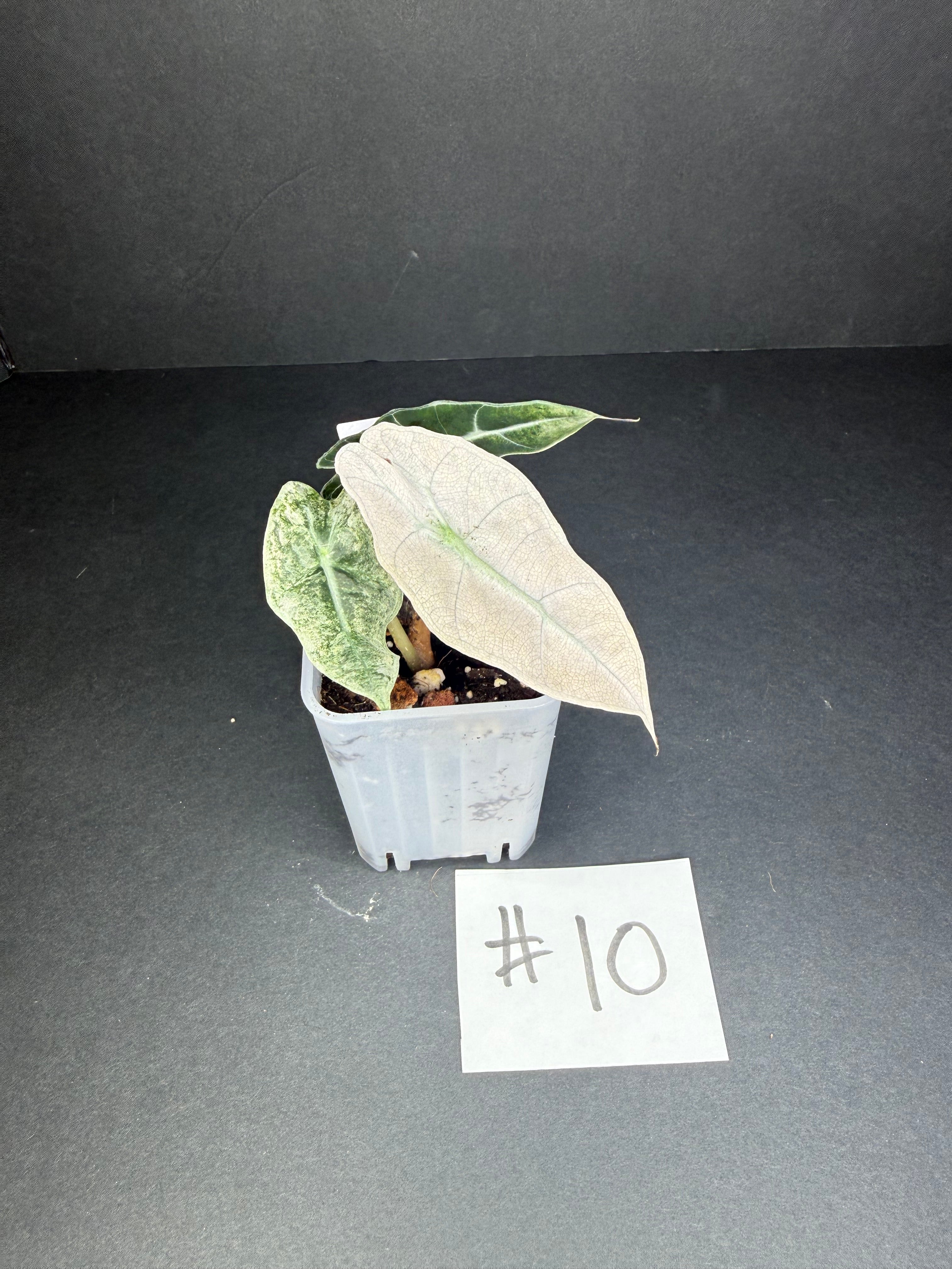 Alocasia Pink Polly Mint #10