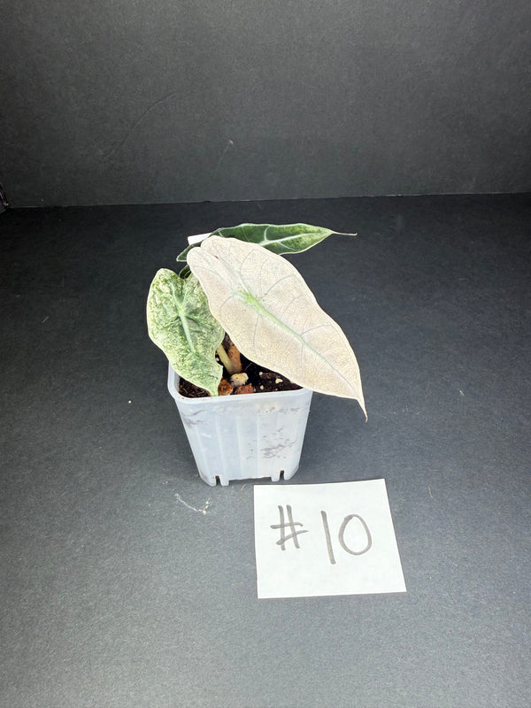Alocasia Pink Polly Mint #10
