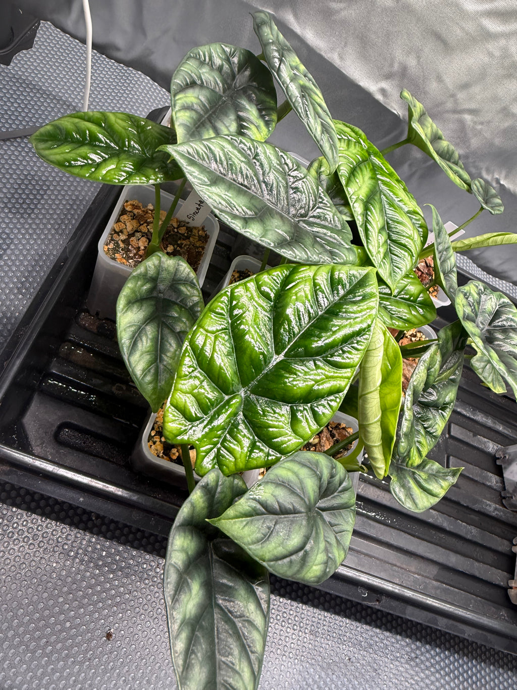 Alocasia Sinuata