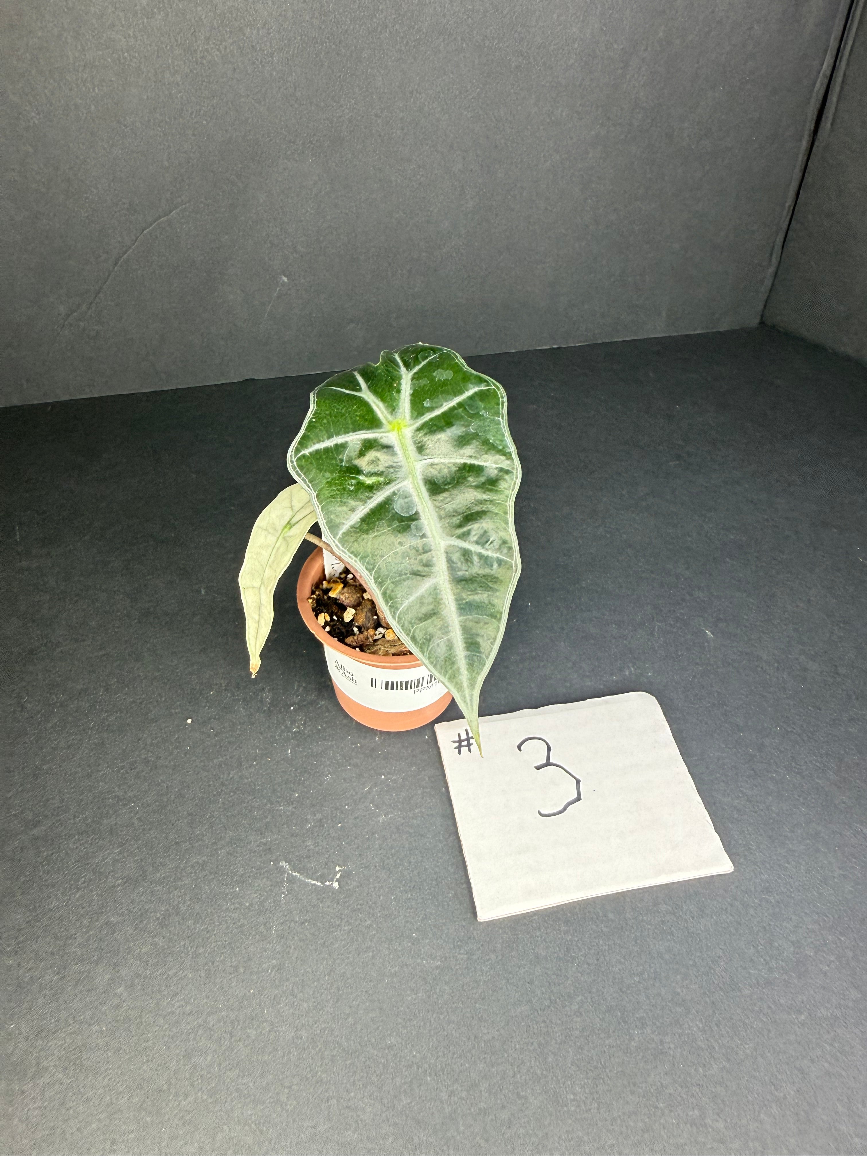 Alocasia Polly Mint #3