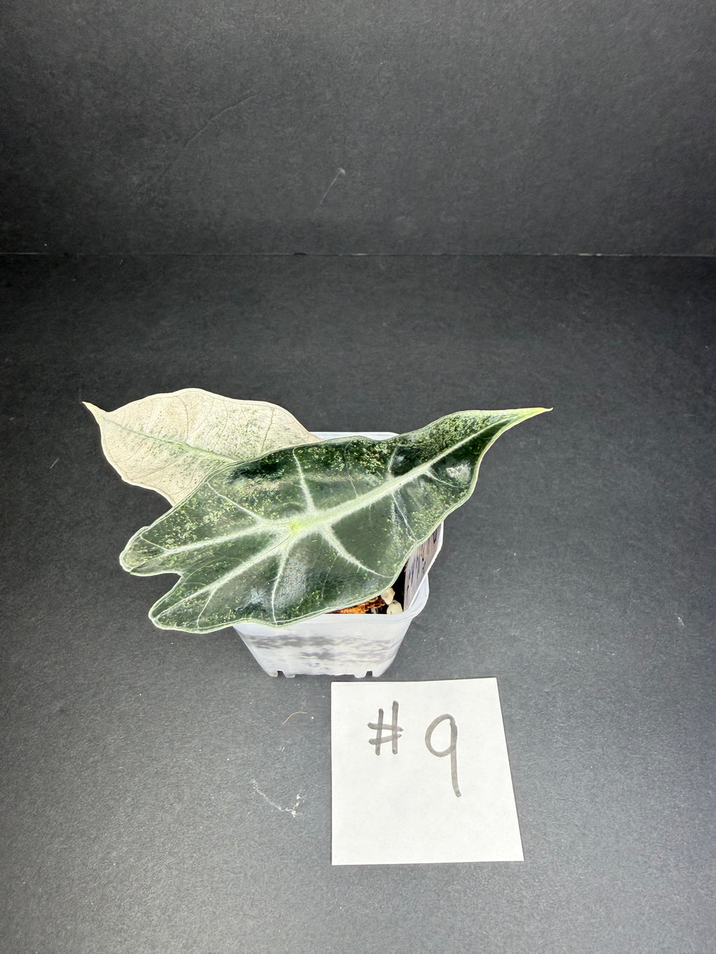 Alocasia Pink Polly Mint #9