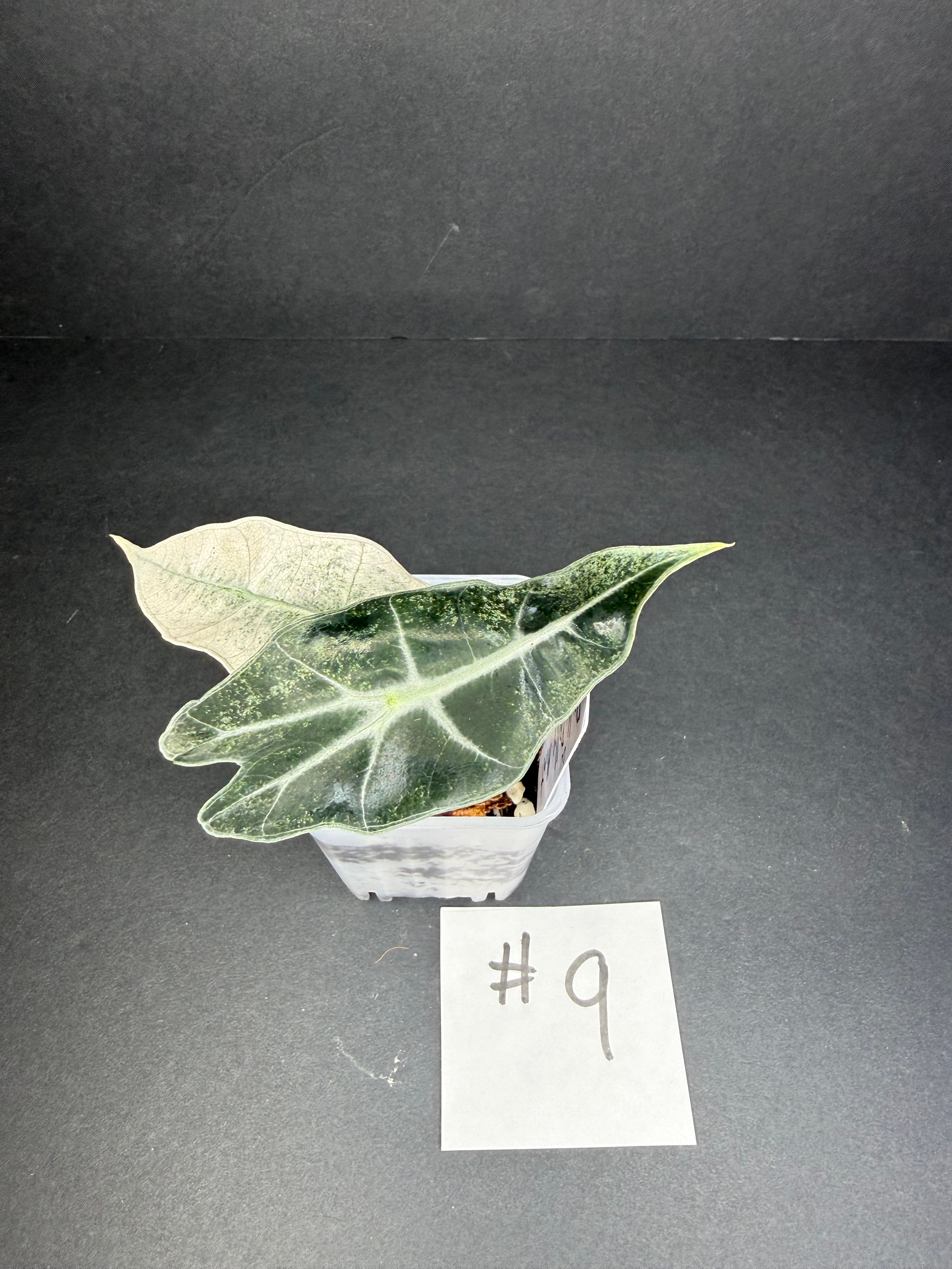 Alocasia Pink Polly Mint #9