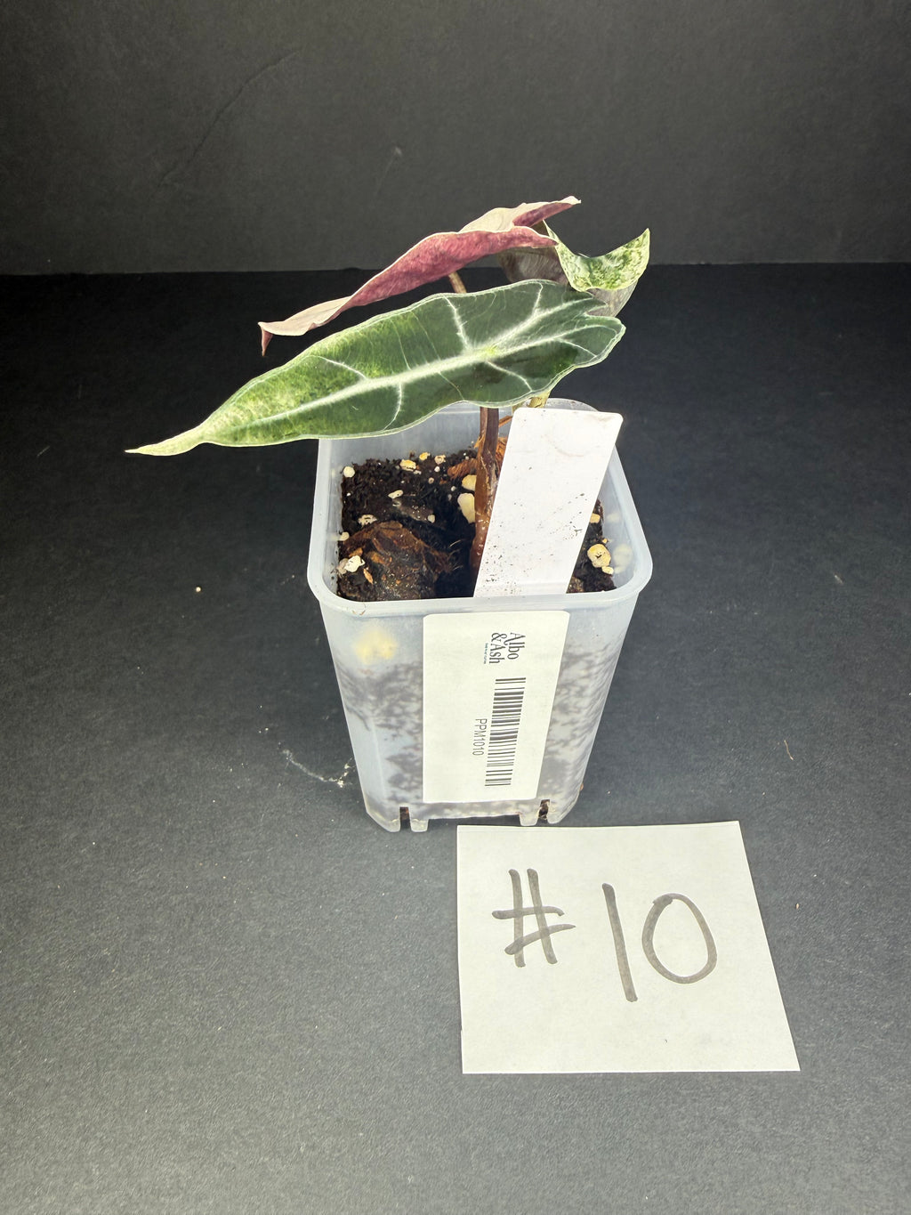 Alocasia Pink Polly Mint #10