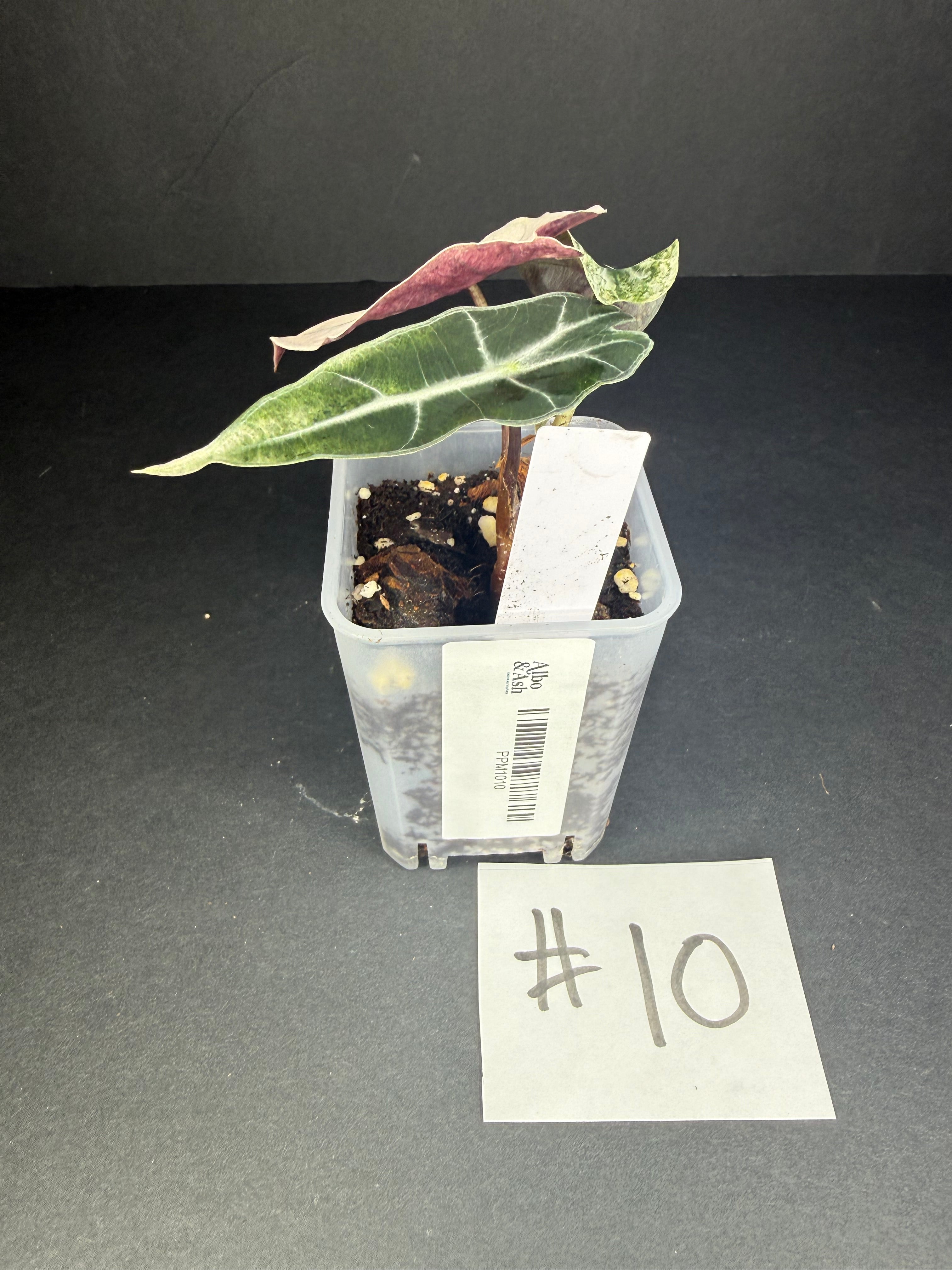 Alocasia Pink Polly Mint #10