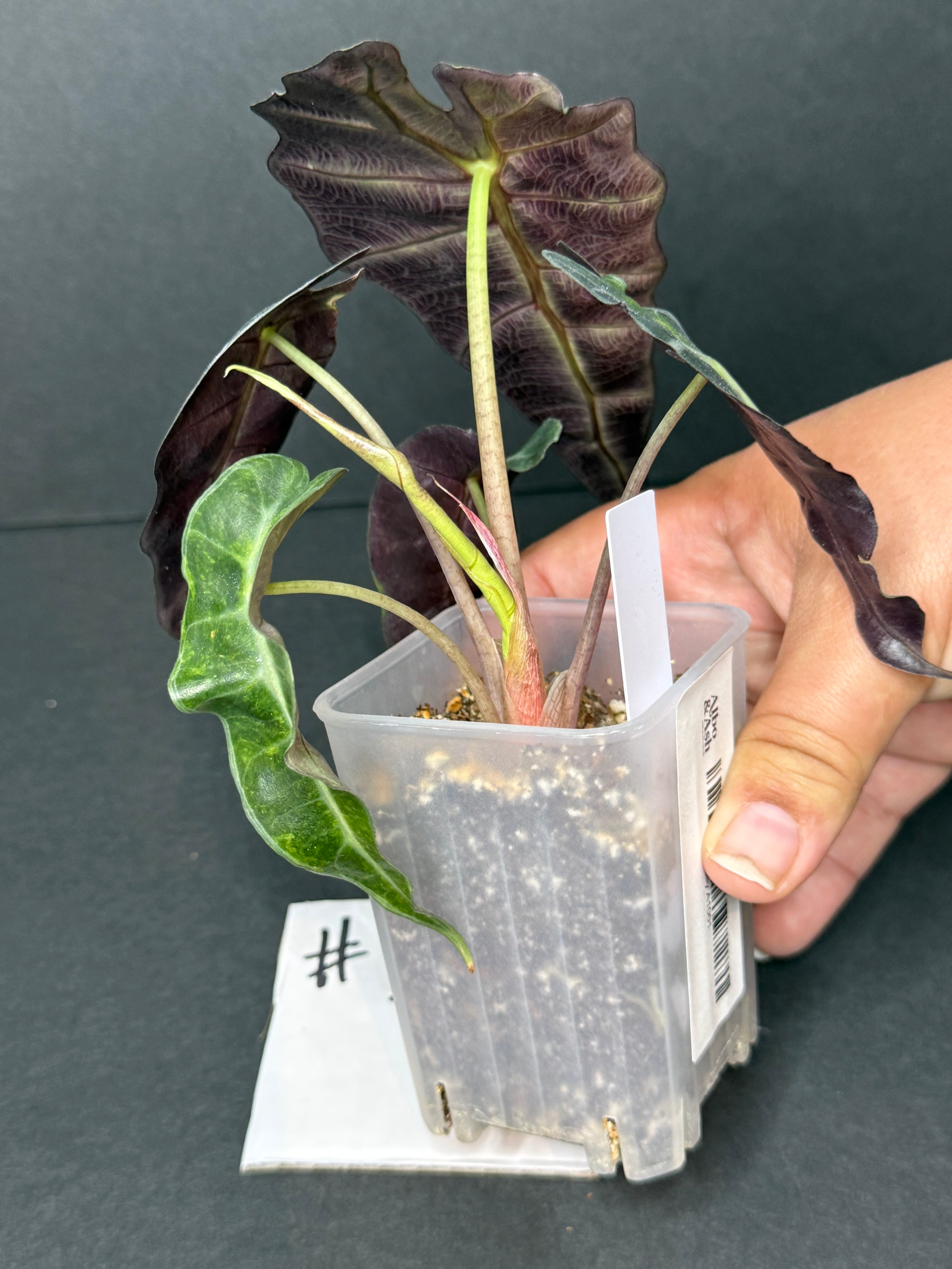 Alocasia Polly Aurea #1
