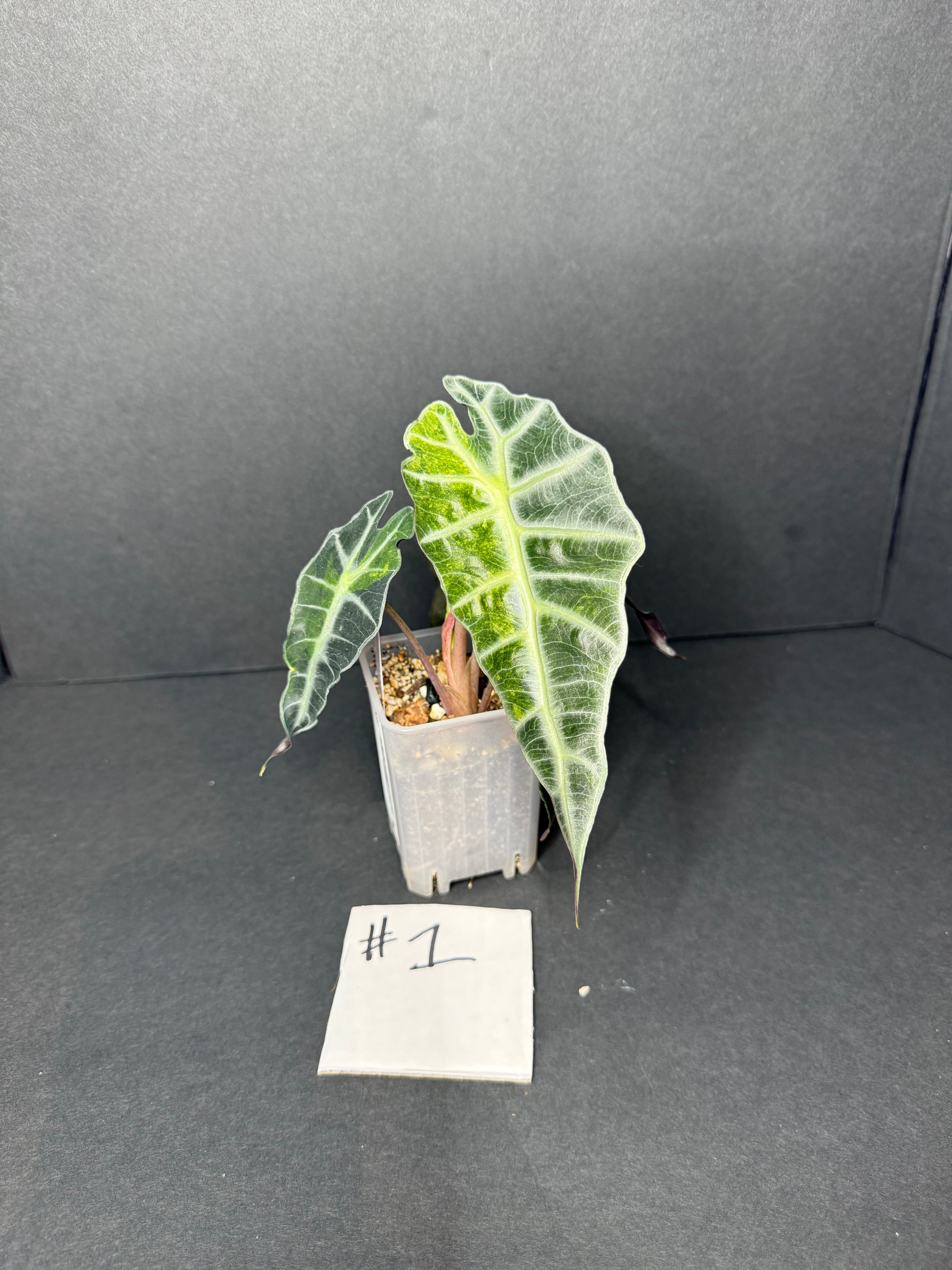 Alocasia Polly Aurea #1