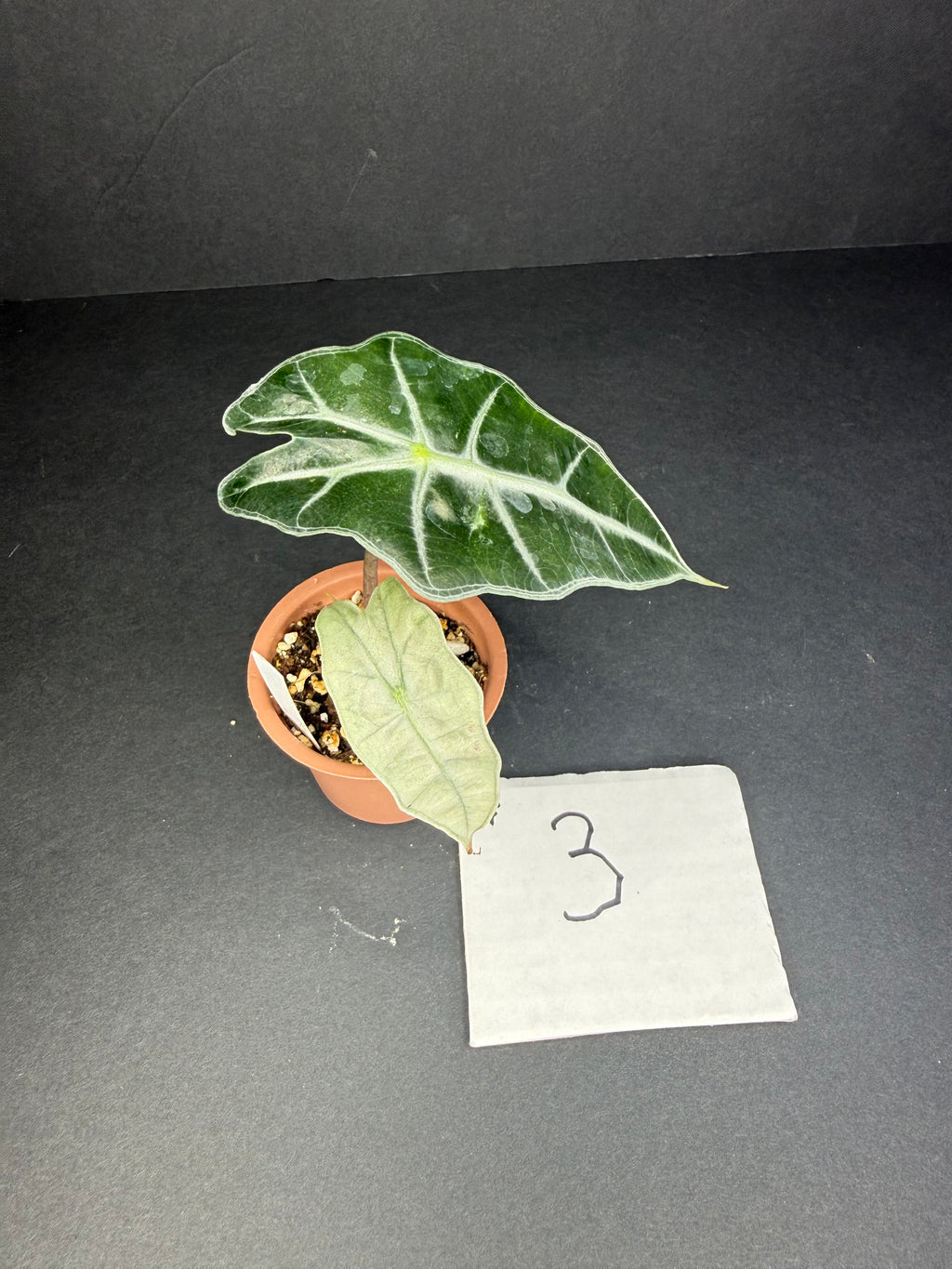Alocasia Polly Mint #3