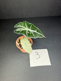 Alocasia Polly Mint #3
