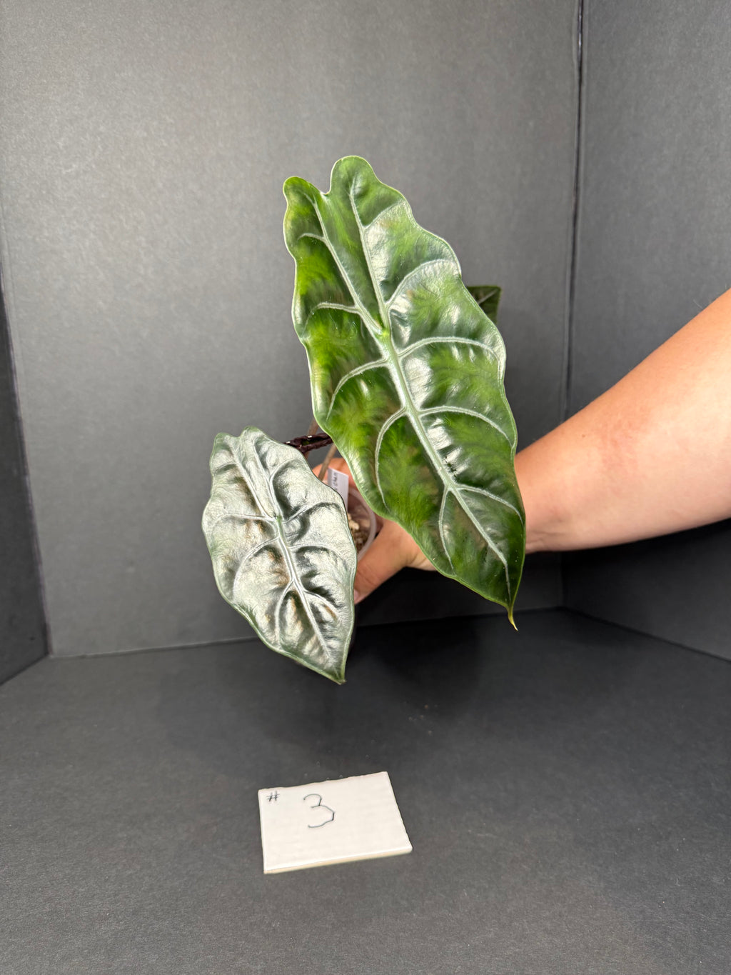 Alocasia Chantrieri #3 w/ corms