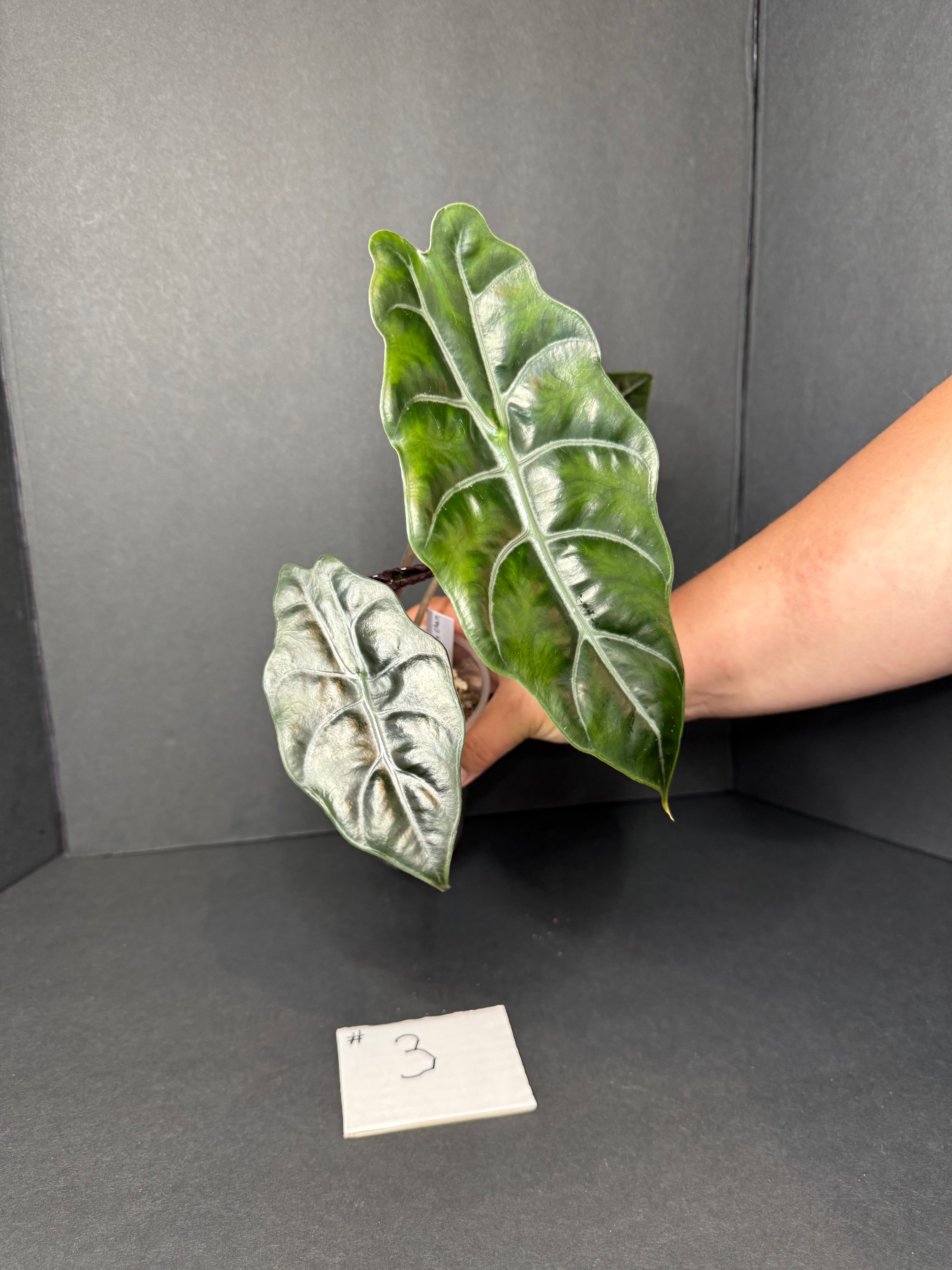 Alocasia Chantrieri #3 w/ corms
