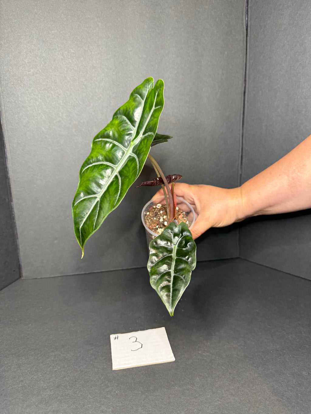 Alocasia Chantrieri #3 w/ corms