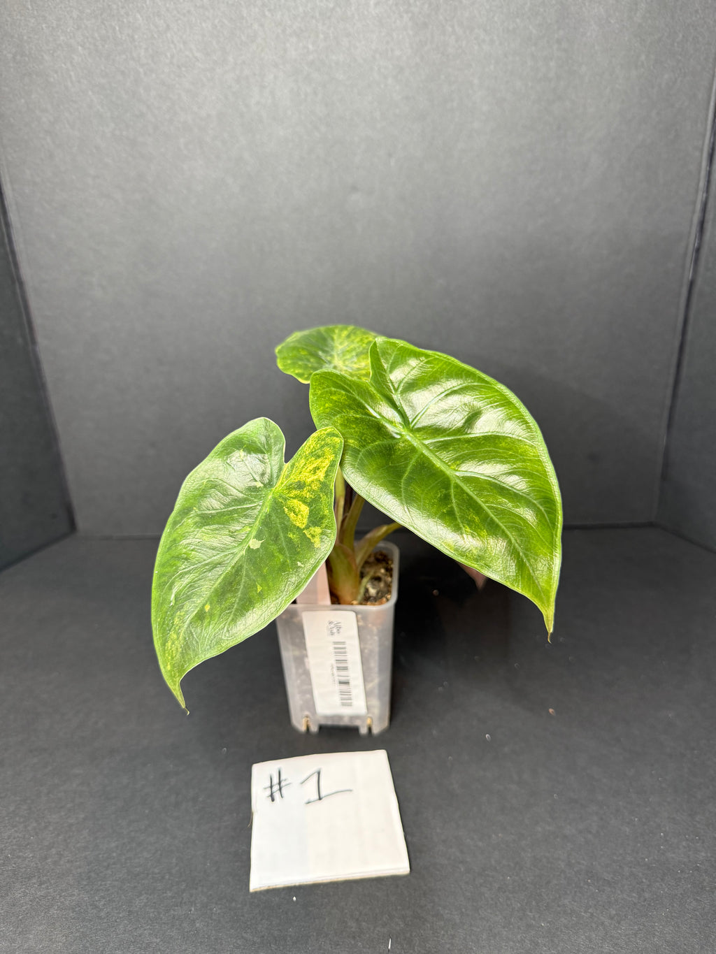Alocasia Wentii #1