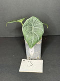 Alocasia Maharani Pup #3