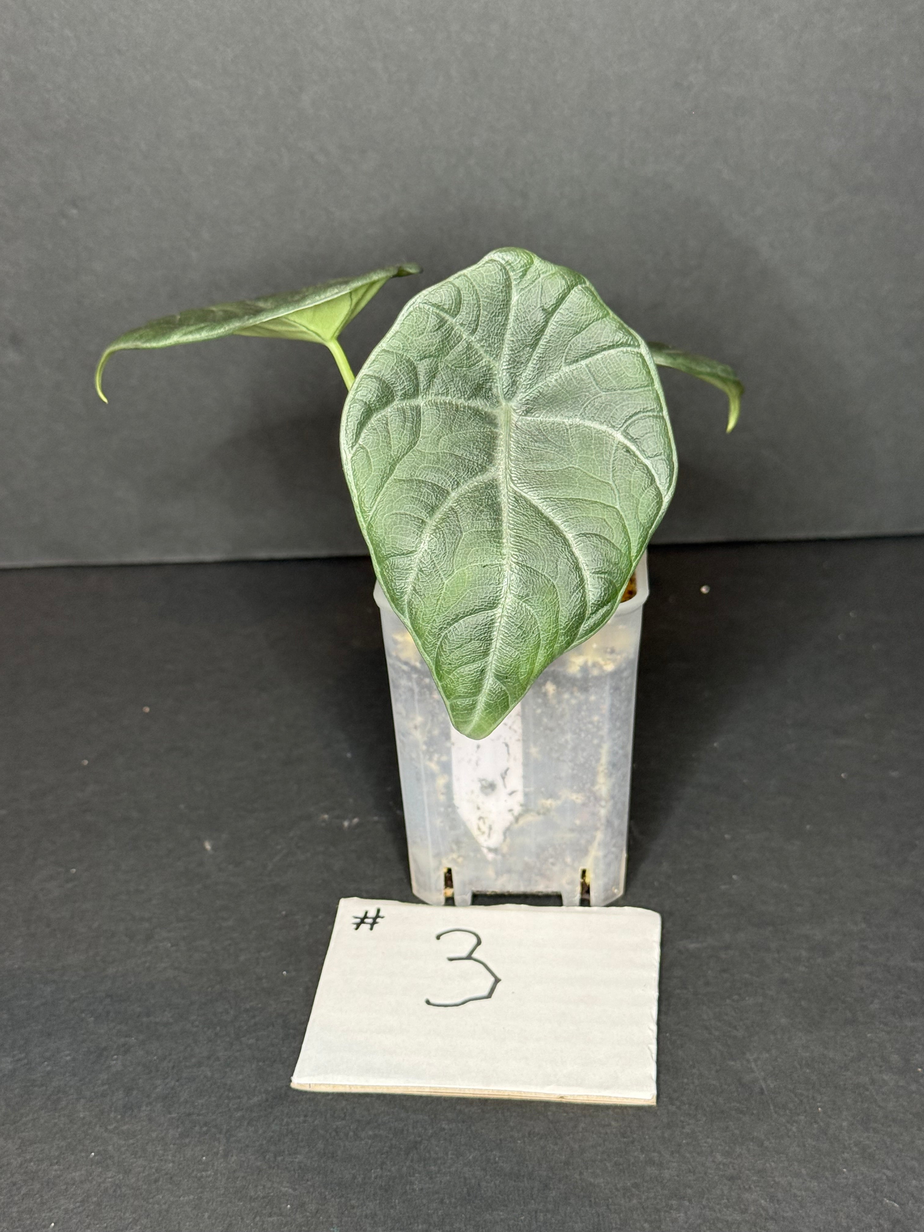 Alocasia Maharani Pup #3