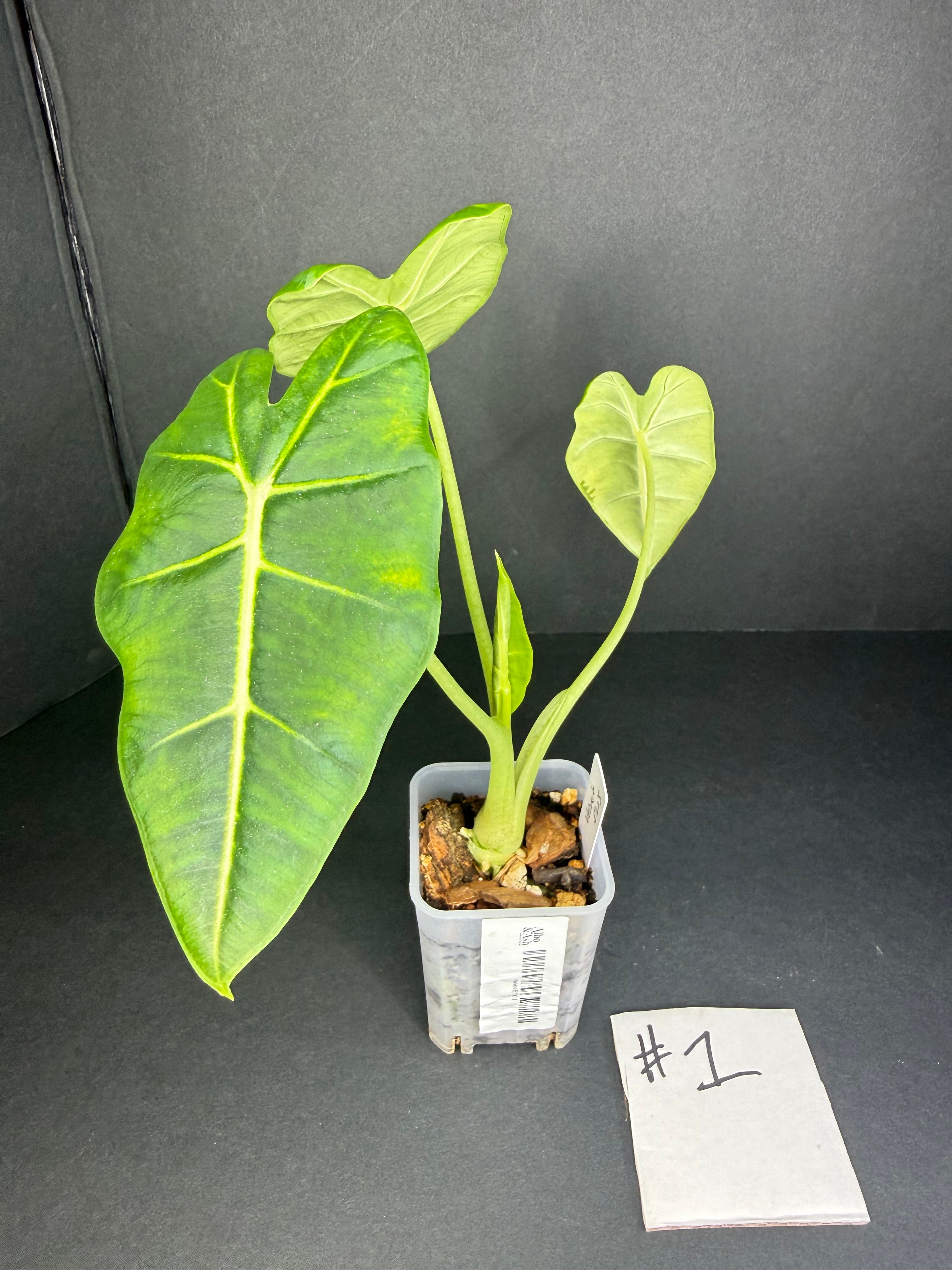 Alocasia Frydek #1