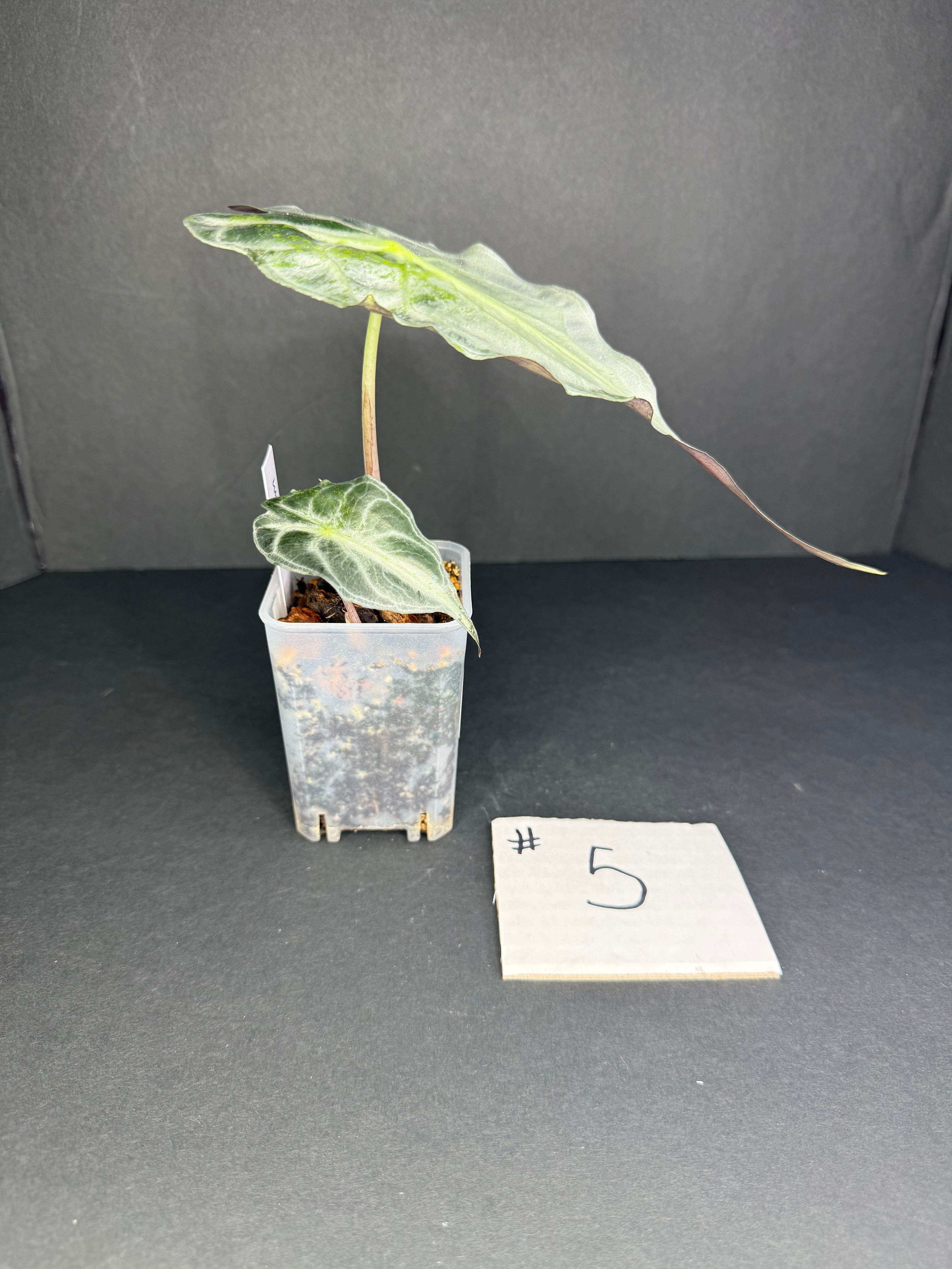 Alocasia Venom #5
