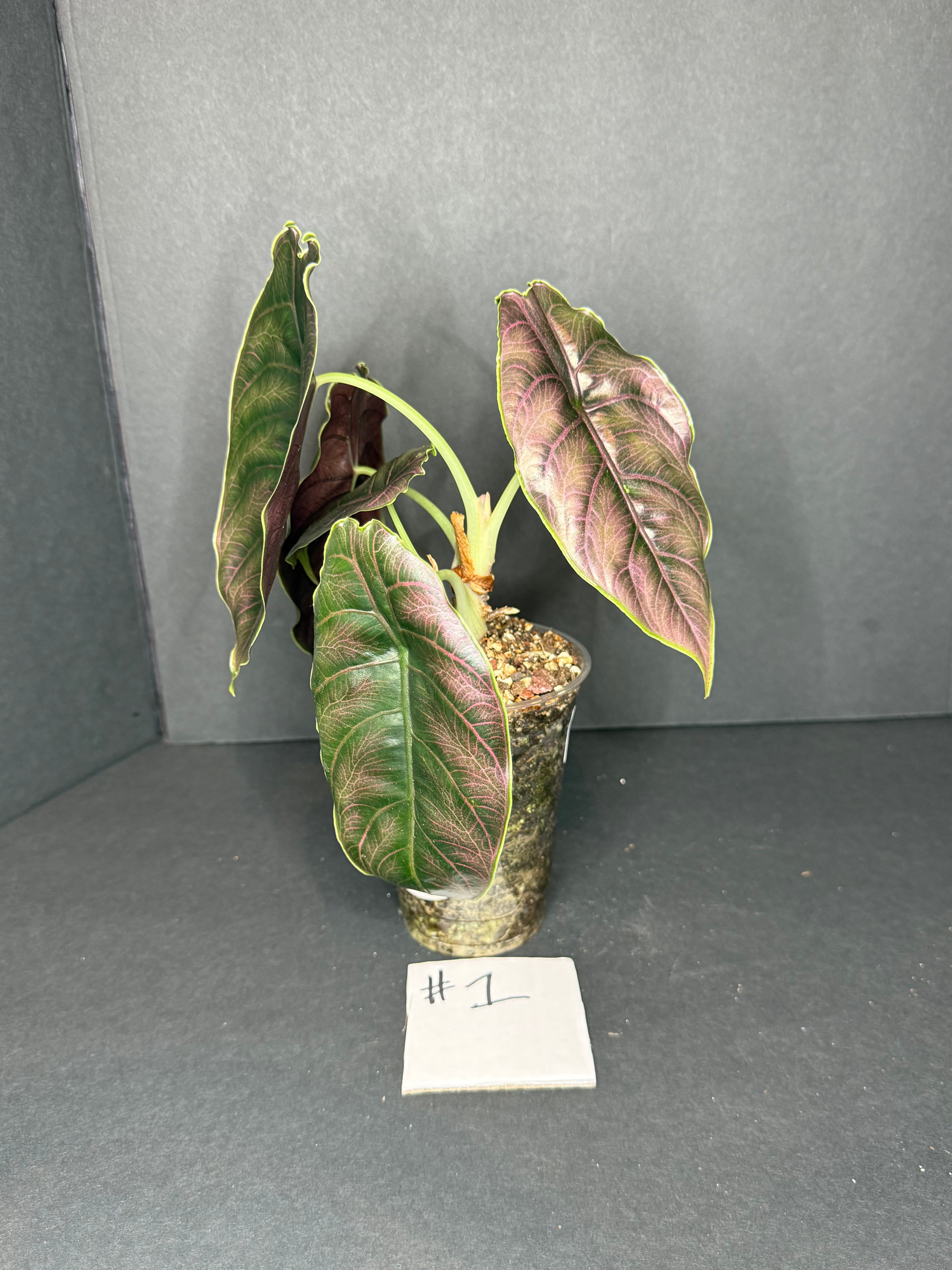 Alocasia Azlanii #1