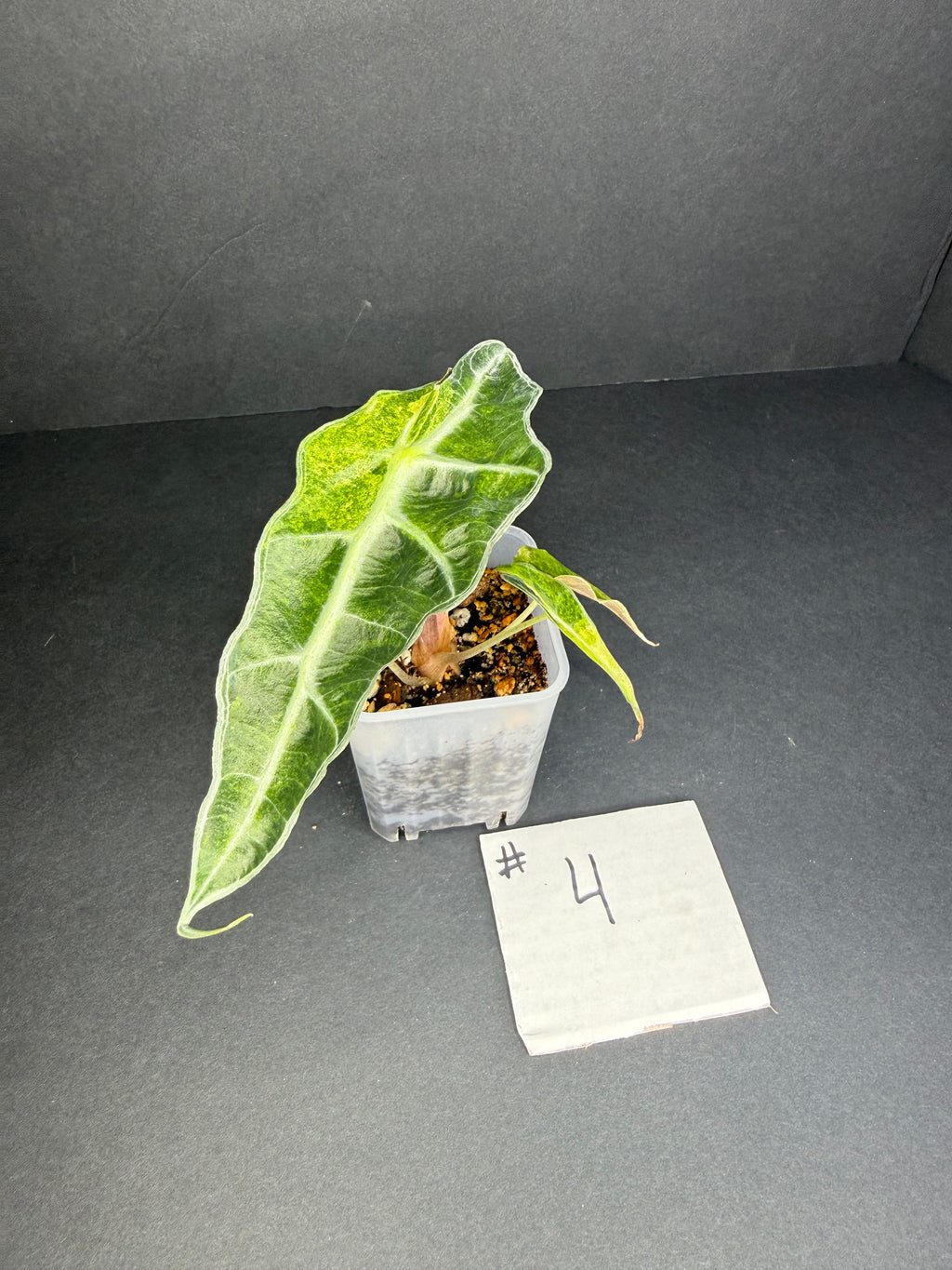 Alocasia Polly Aurea #4