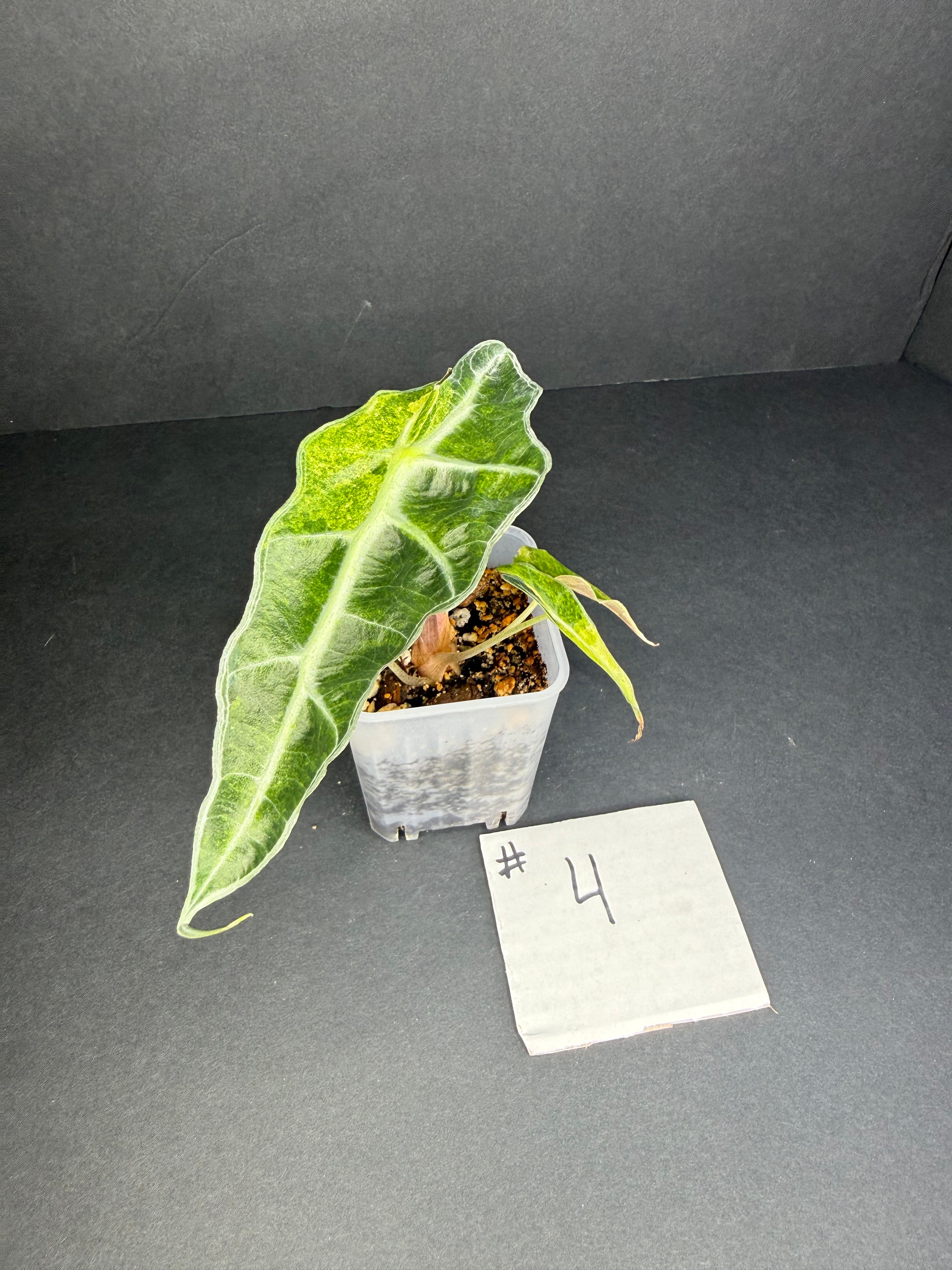 Alocasia Polly Aurea #4