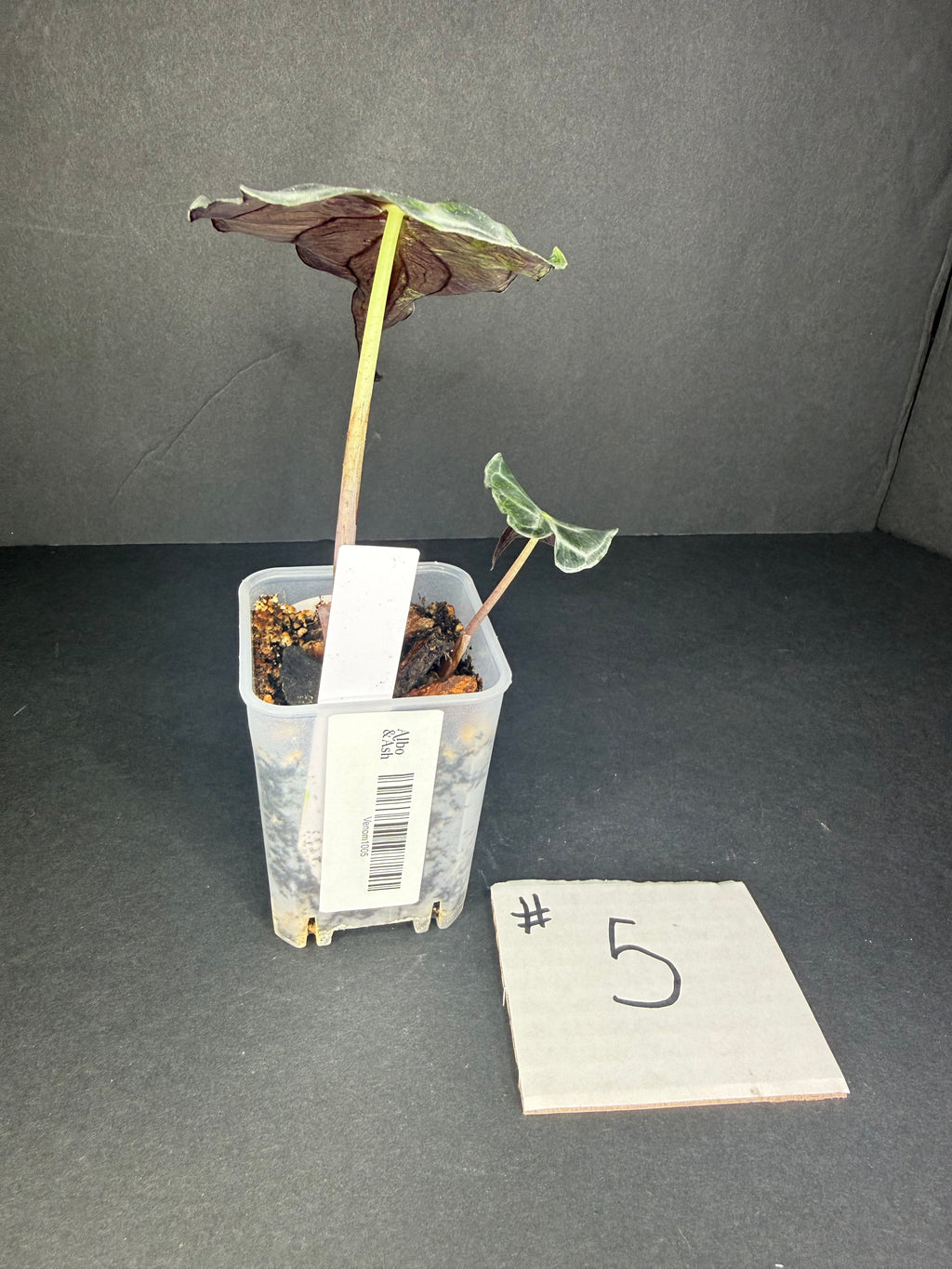 Alocasia Venom #5