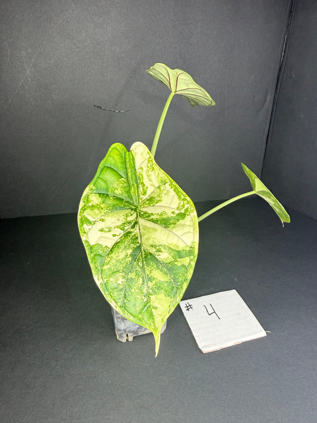 Alocasia Dragon Scale Albo Pup #4