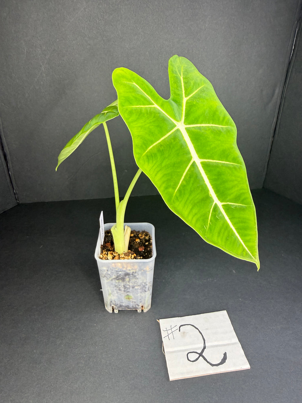 Alocasia Frydek #2