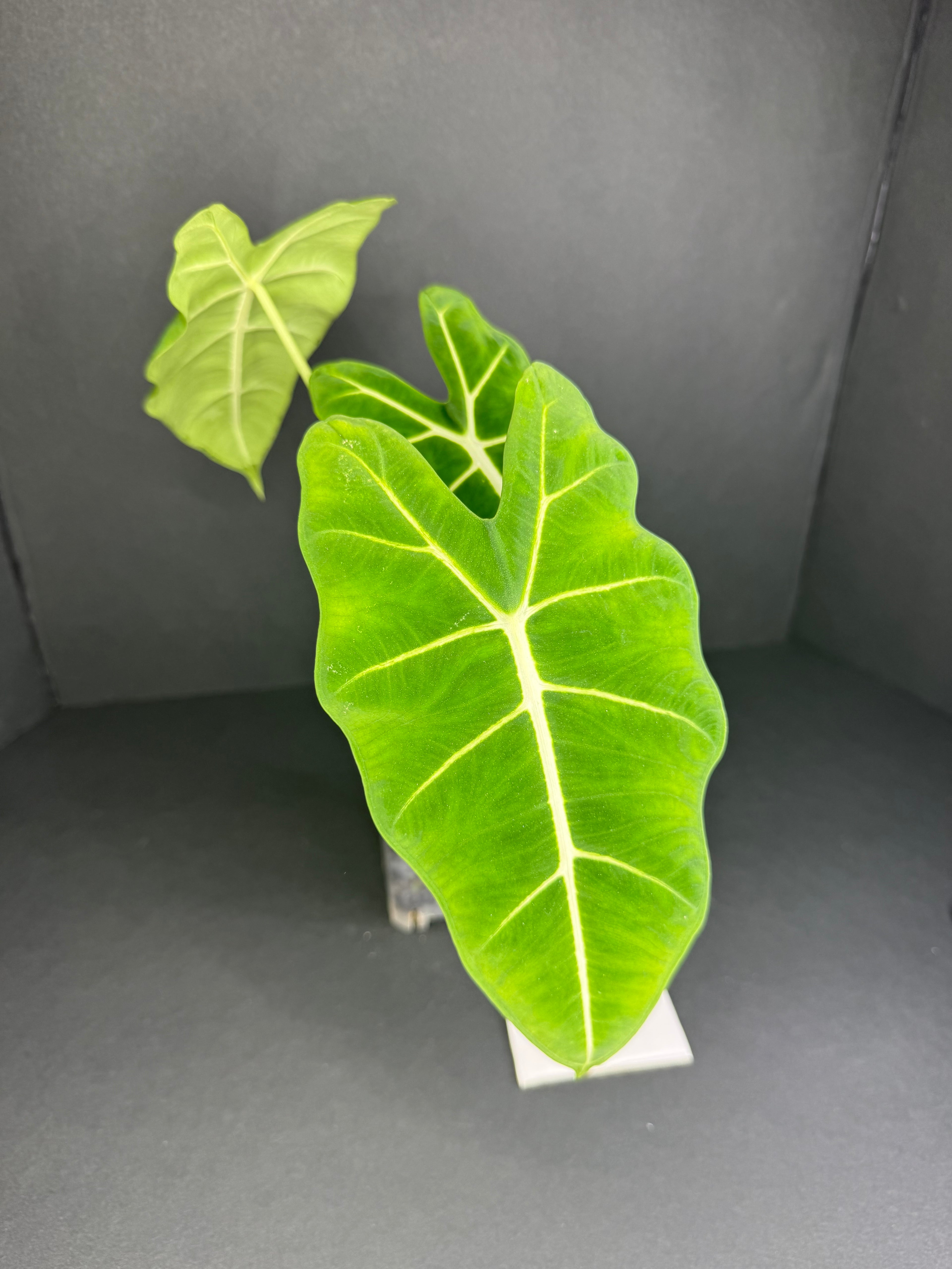 Alocasia Frydek #1