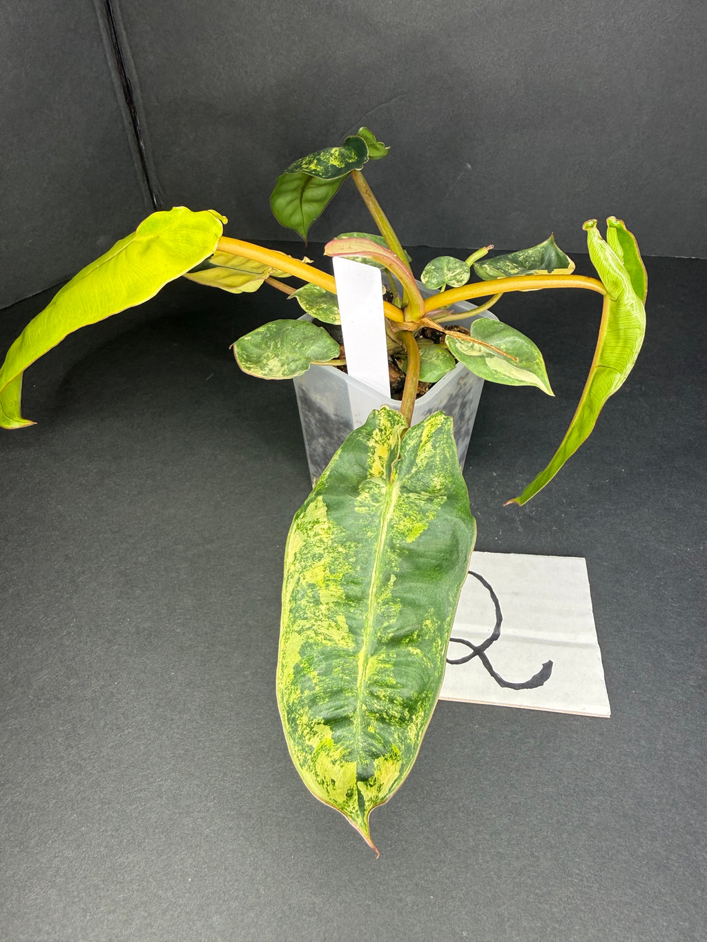 Philodendron Billietiae Variegated
