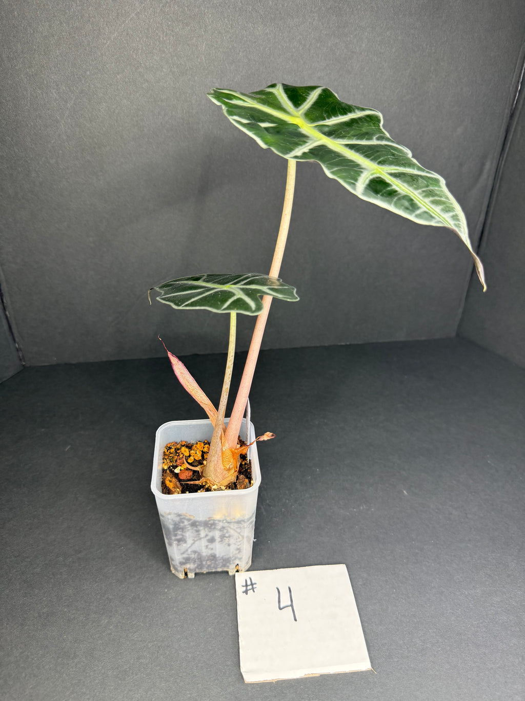 Alocasia Polly #4